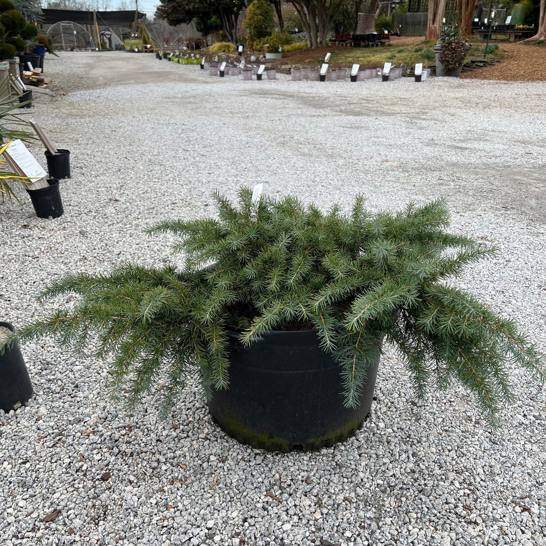 Prostrate Beauty Deodar Cedar 10 Gal
