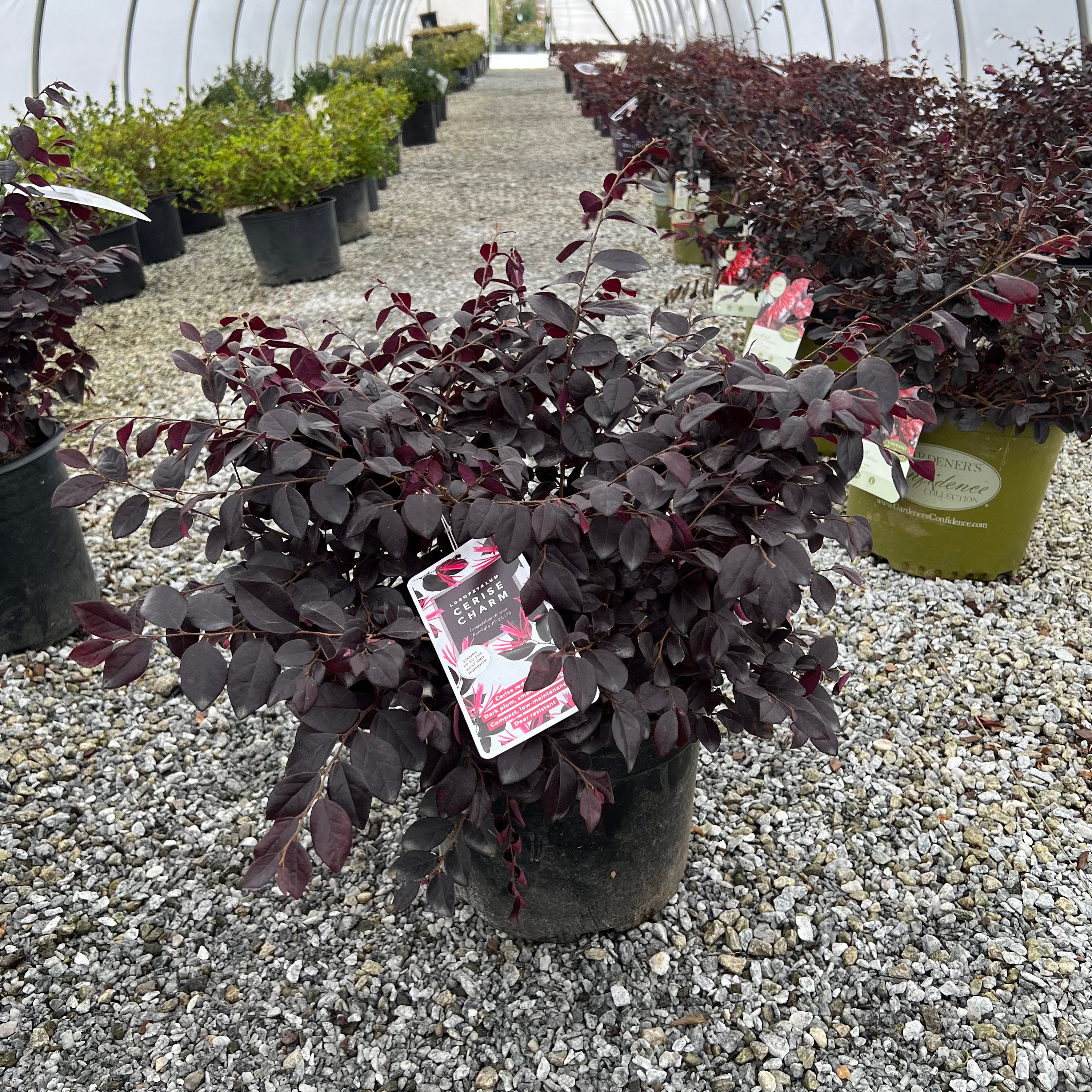 Cerise Charm Loropetalum 3 Gal