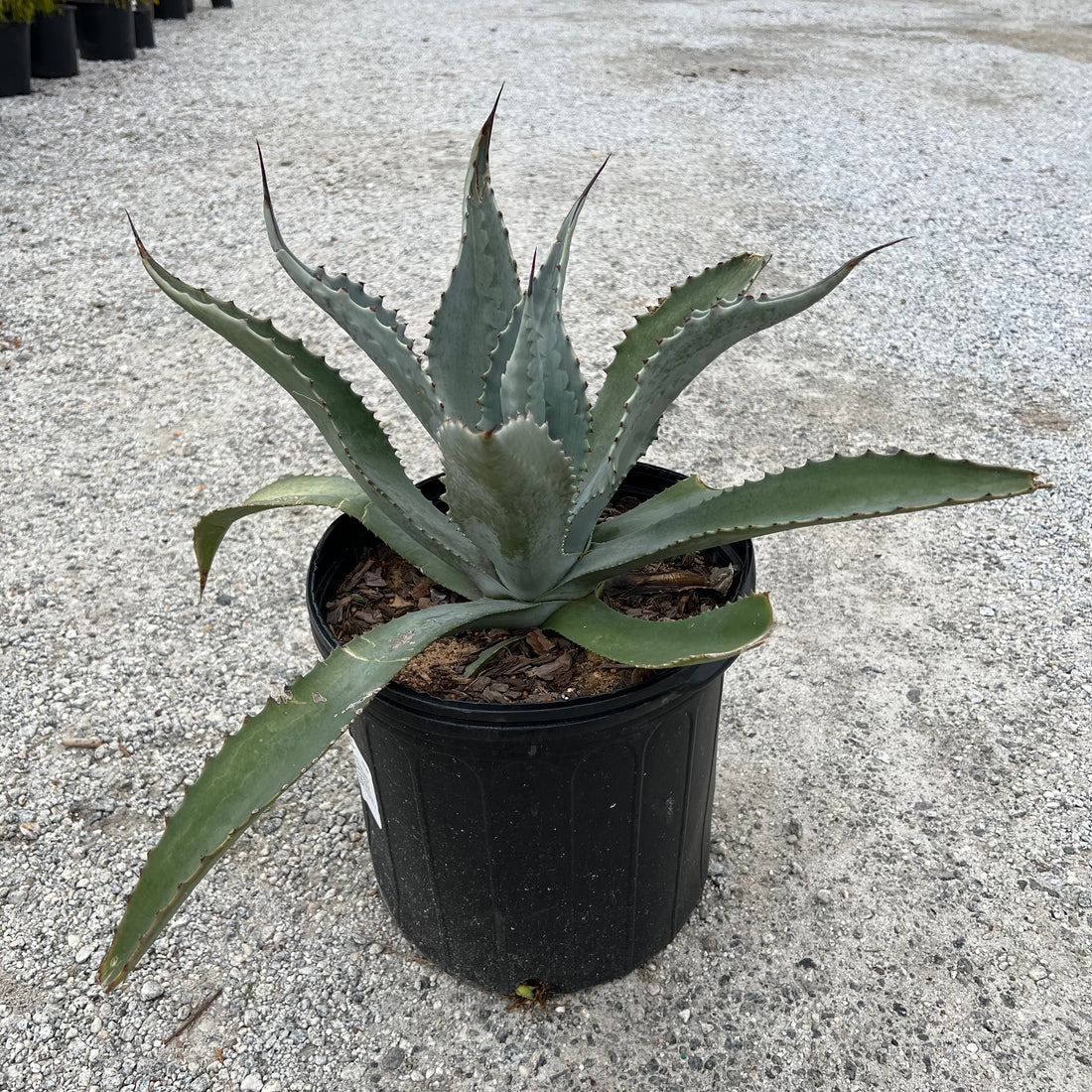 Americana Agave 5 Gal