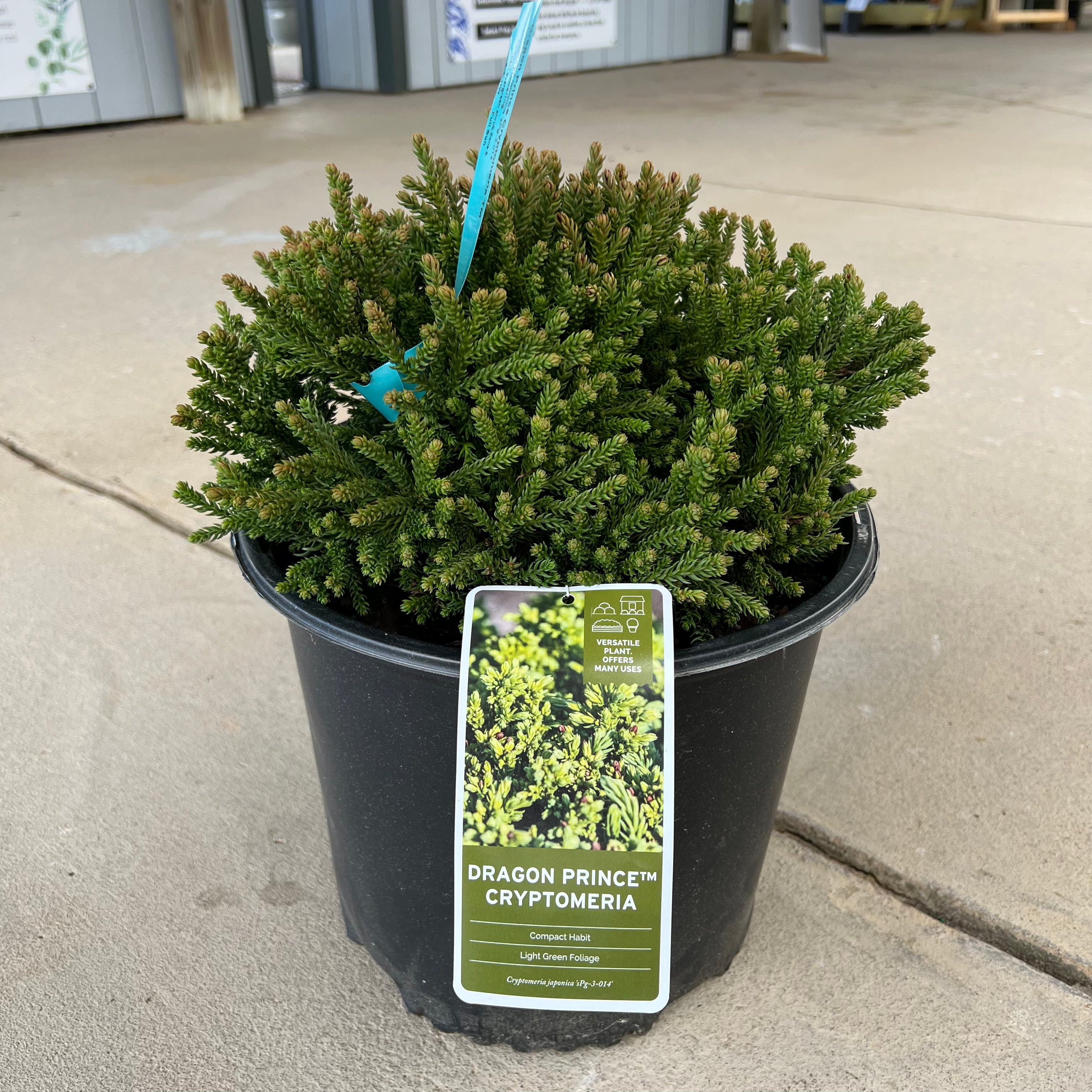 Dragon Prince Cryptomeria 3 Gal