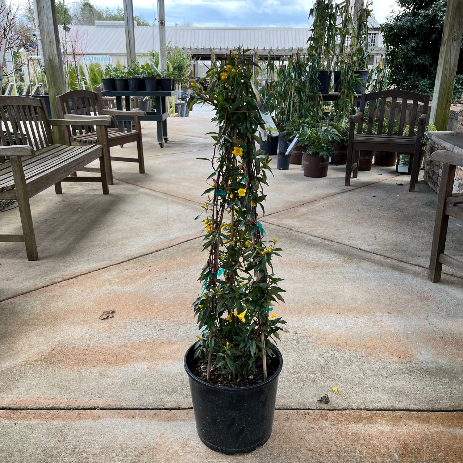 Pride of Augusta Carolina Jessamine 3 Gal