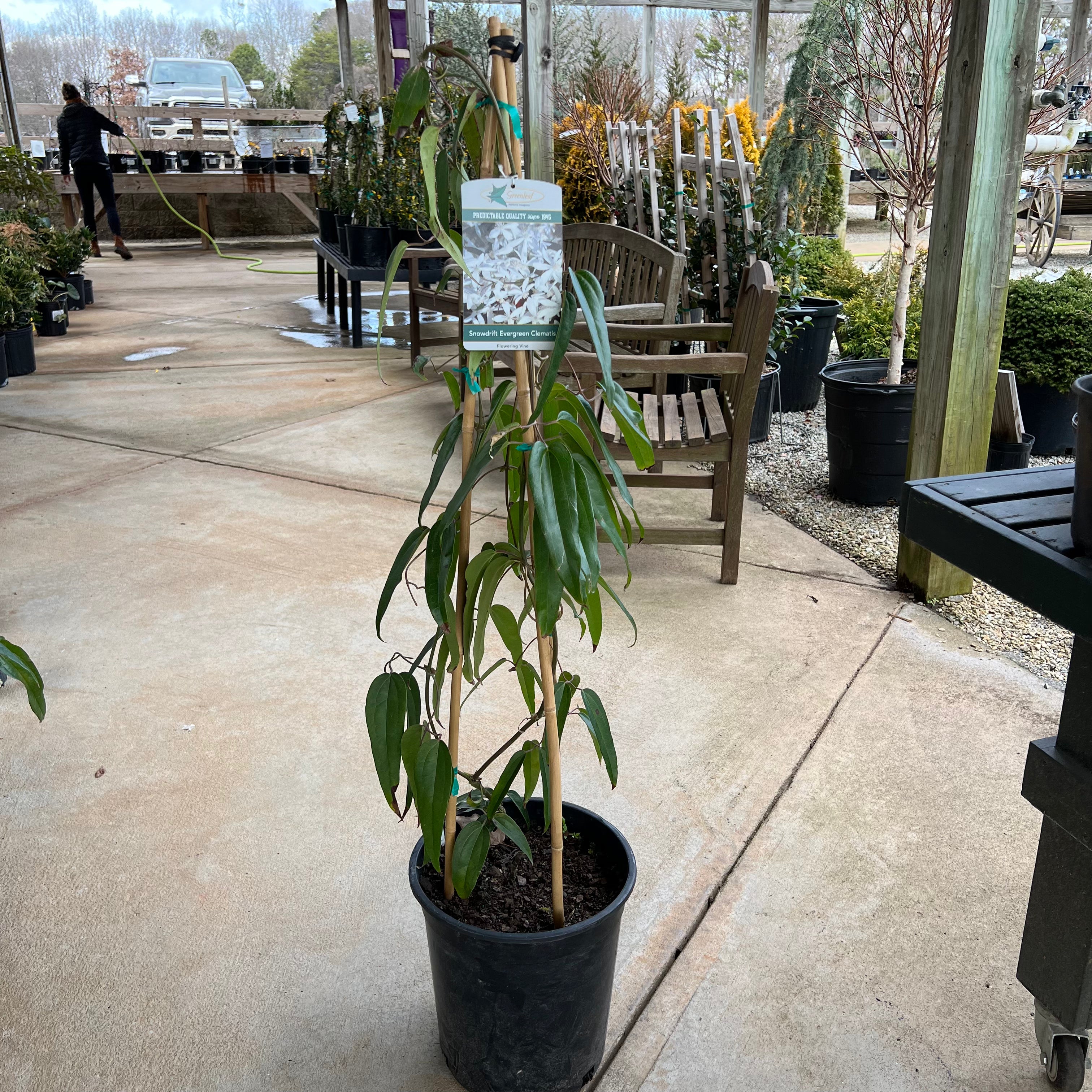 clematis house plant Snowdrift Evergreen Clematis – Lichtenfelt's