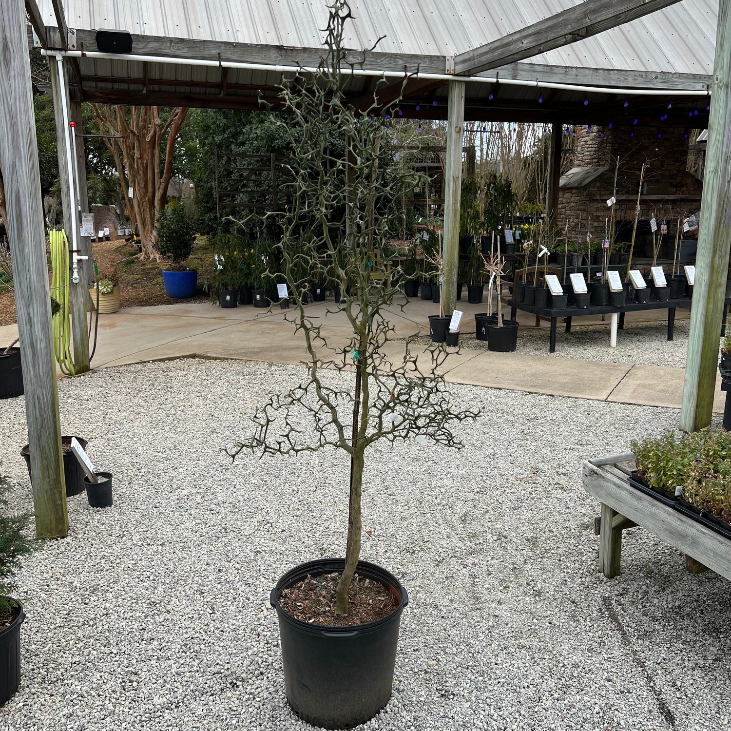 Flying Dragon Trifoliate Orange 7 Gal