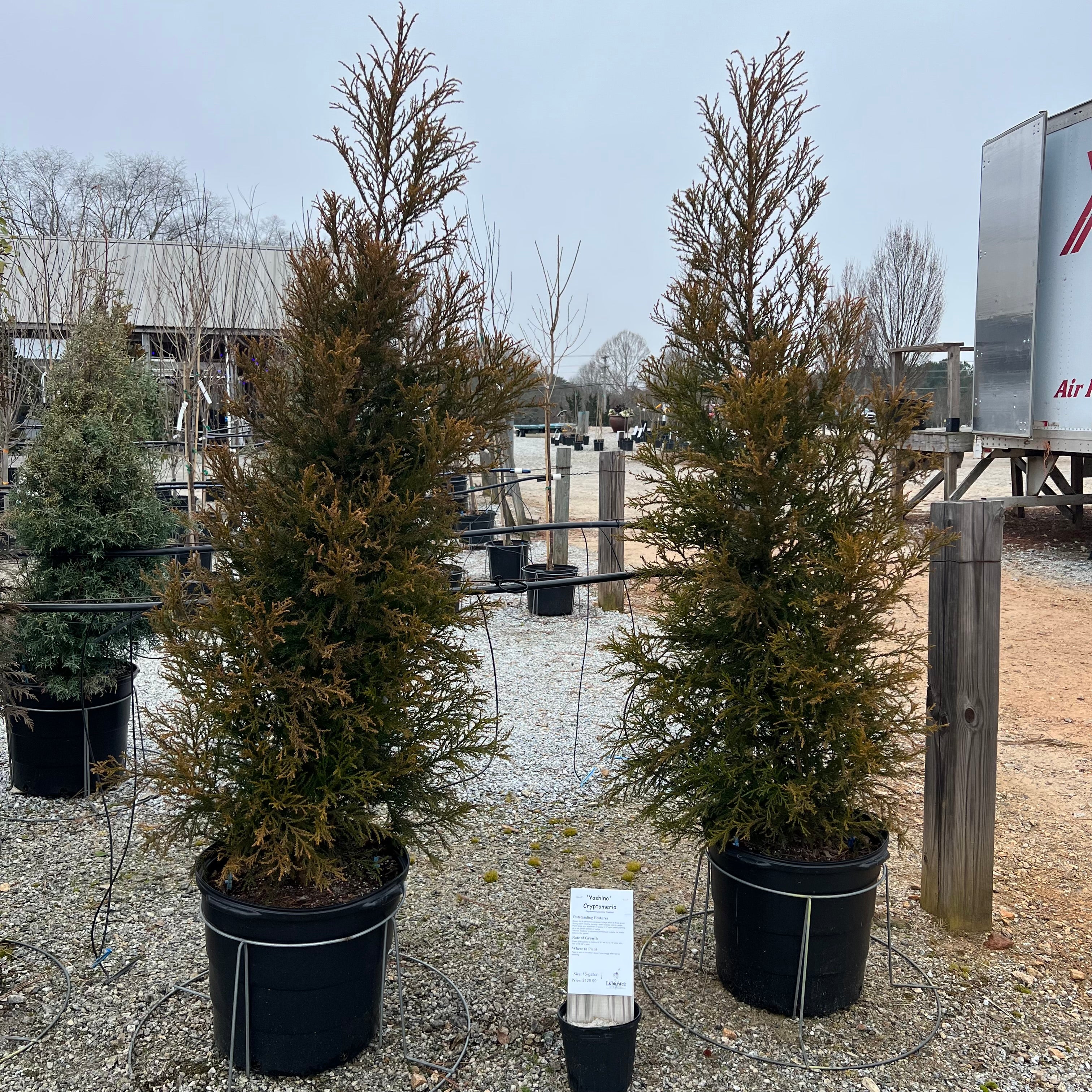 Yoshino Cryptomeria