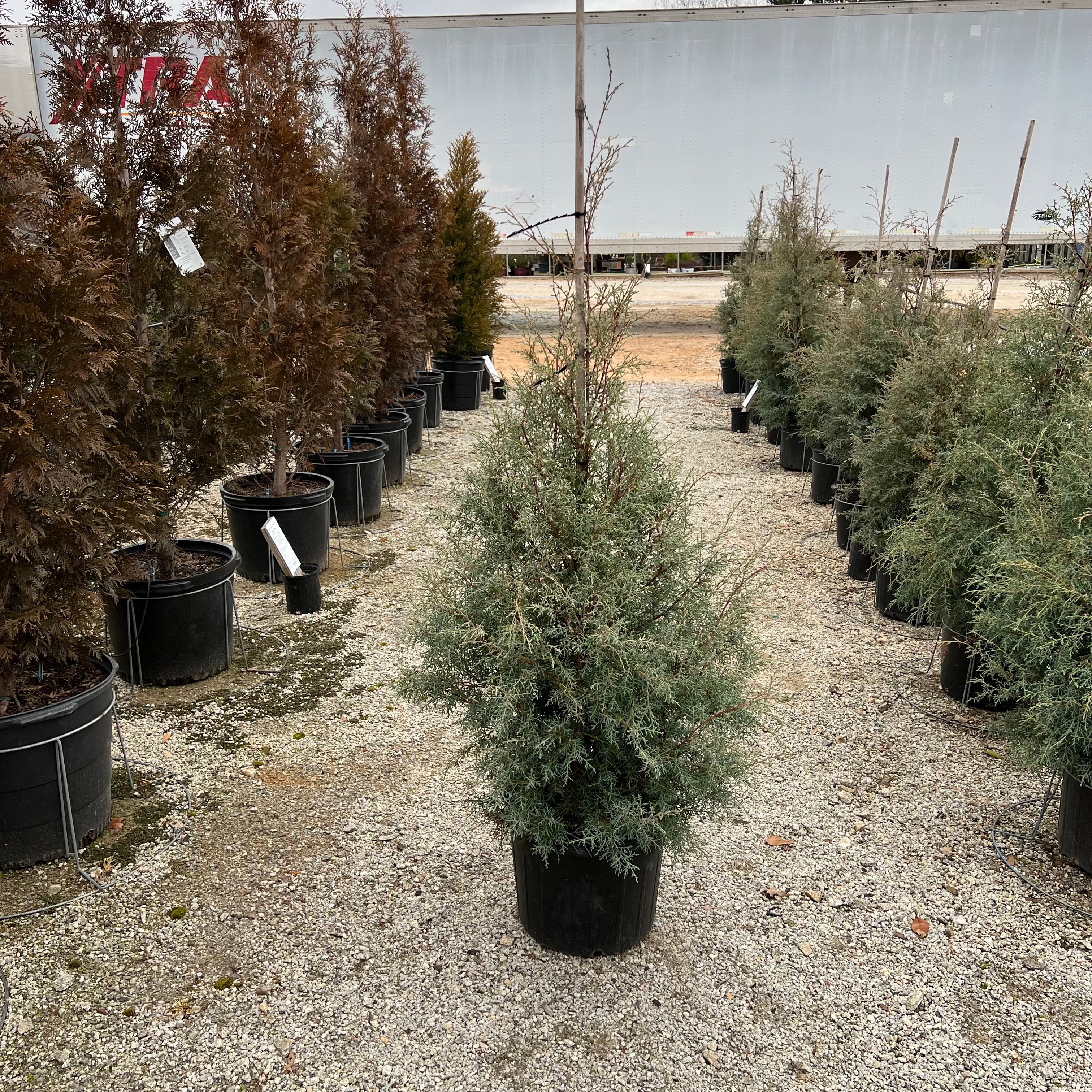 Carolina Sapphire Arizona Cypress