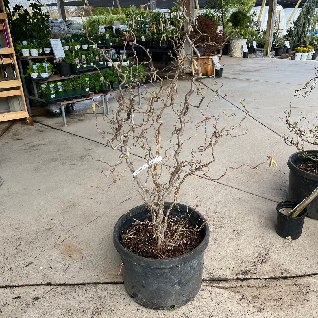 Contorted Filbert 15 Gal