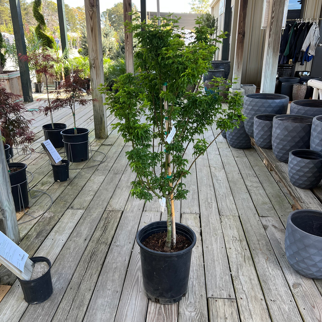 Shishigashira Japanese Maple