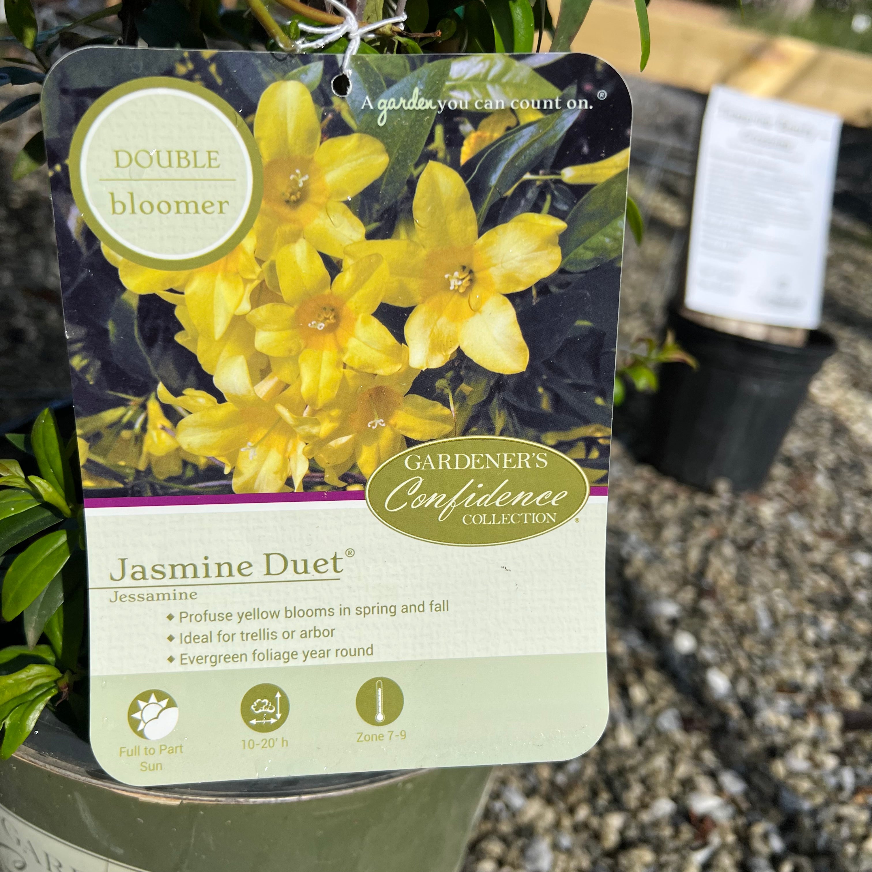 Jasmine Duet Jessamine 2 Gal