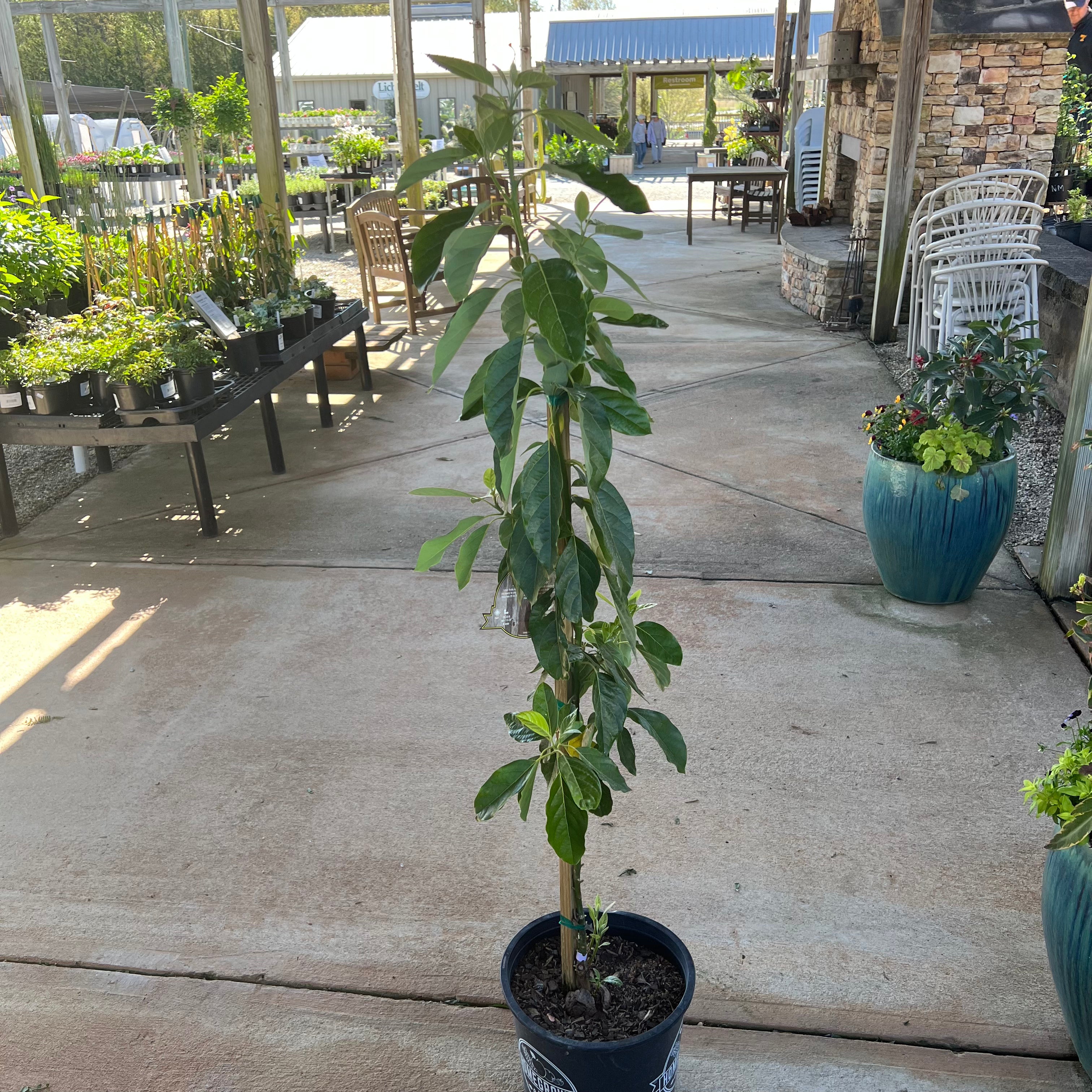 Joey Avocado 5 Gal