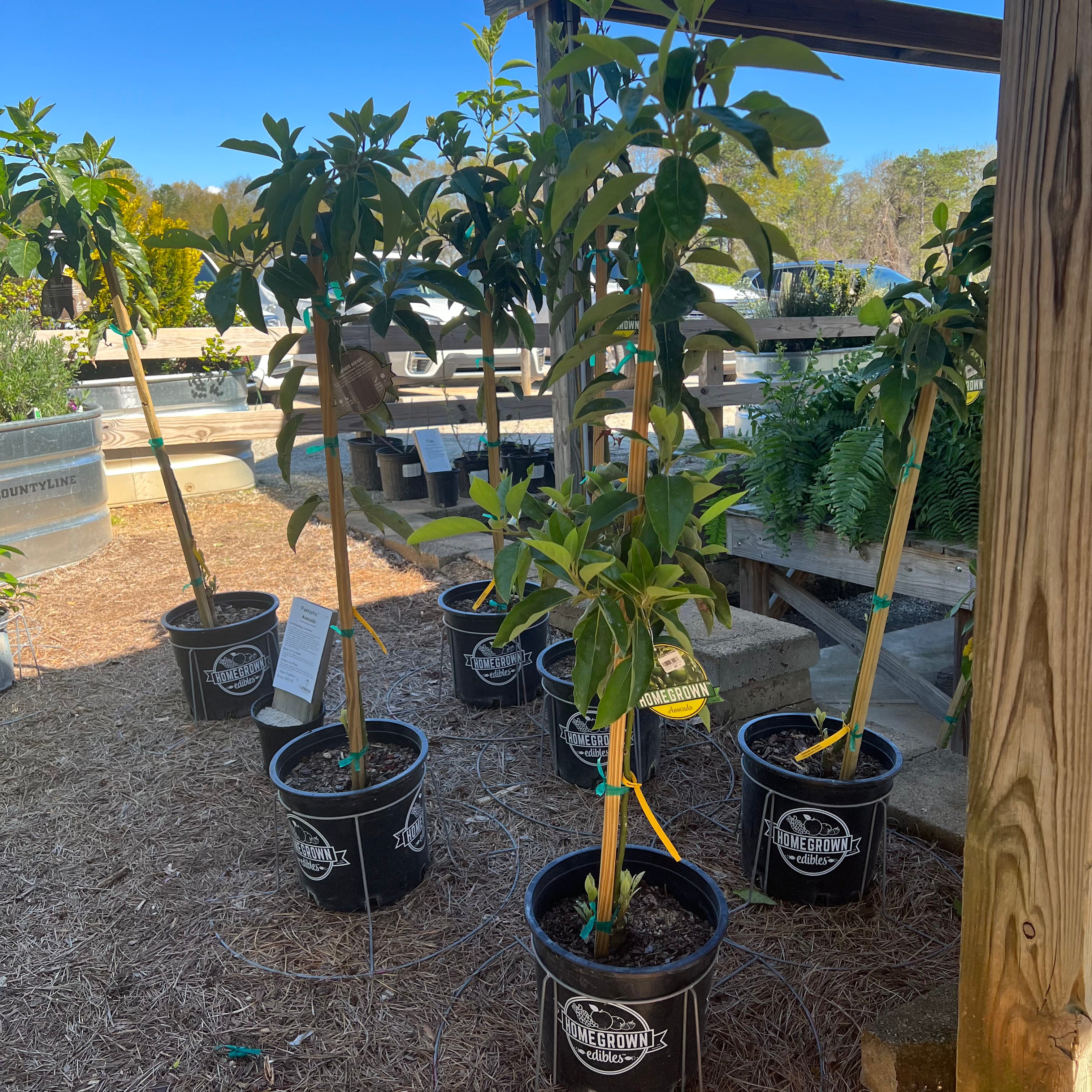 avocado plant in pot Fantastic Avocado – Lichtenfelt's