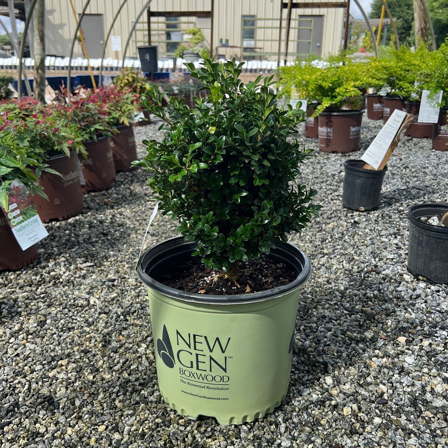 NewGen Independence Boxwood 3 Gal