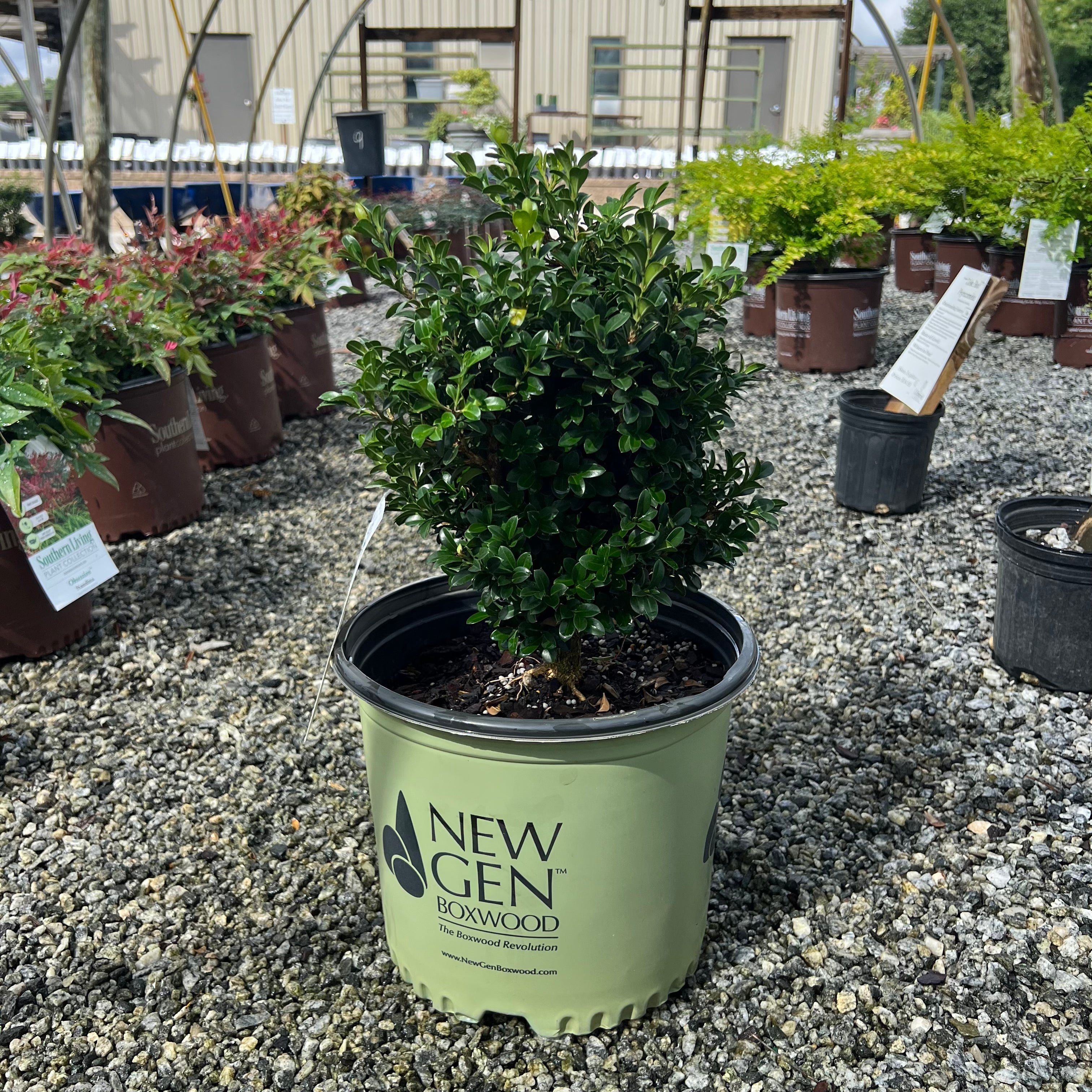 NewGen Independence Boxwood 3 Gal