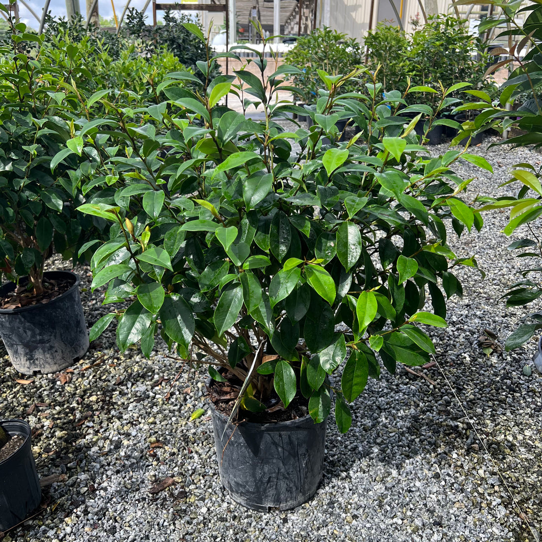 Banana Shrub 3 Gal