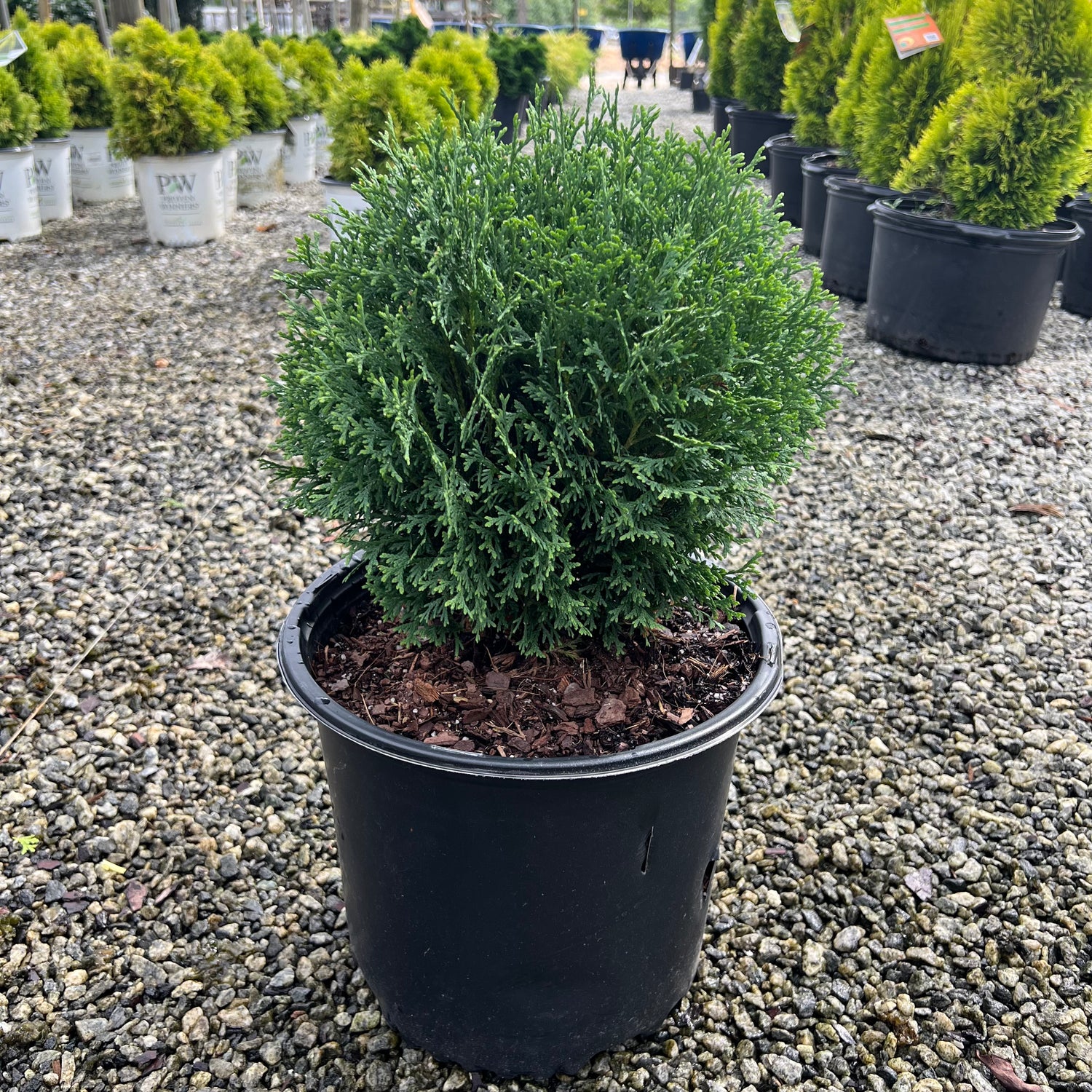 Hetz Midget Arborvitae 3 Gal
