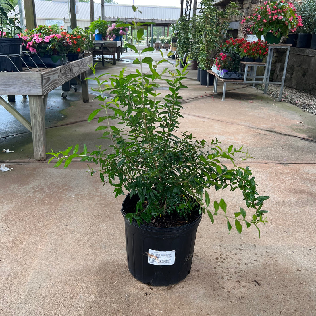 Russian Pomegranate 3&5 Gal