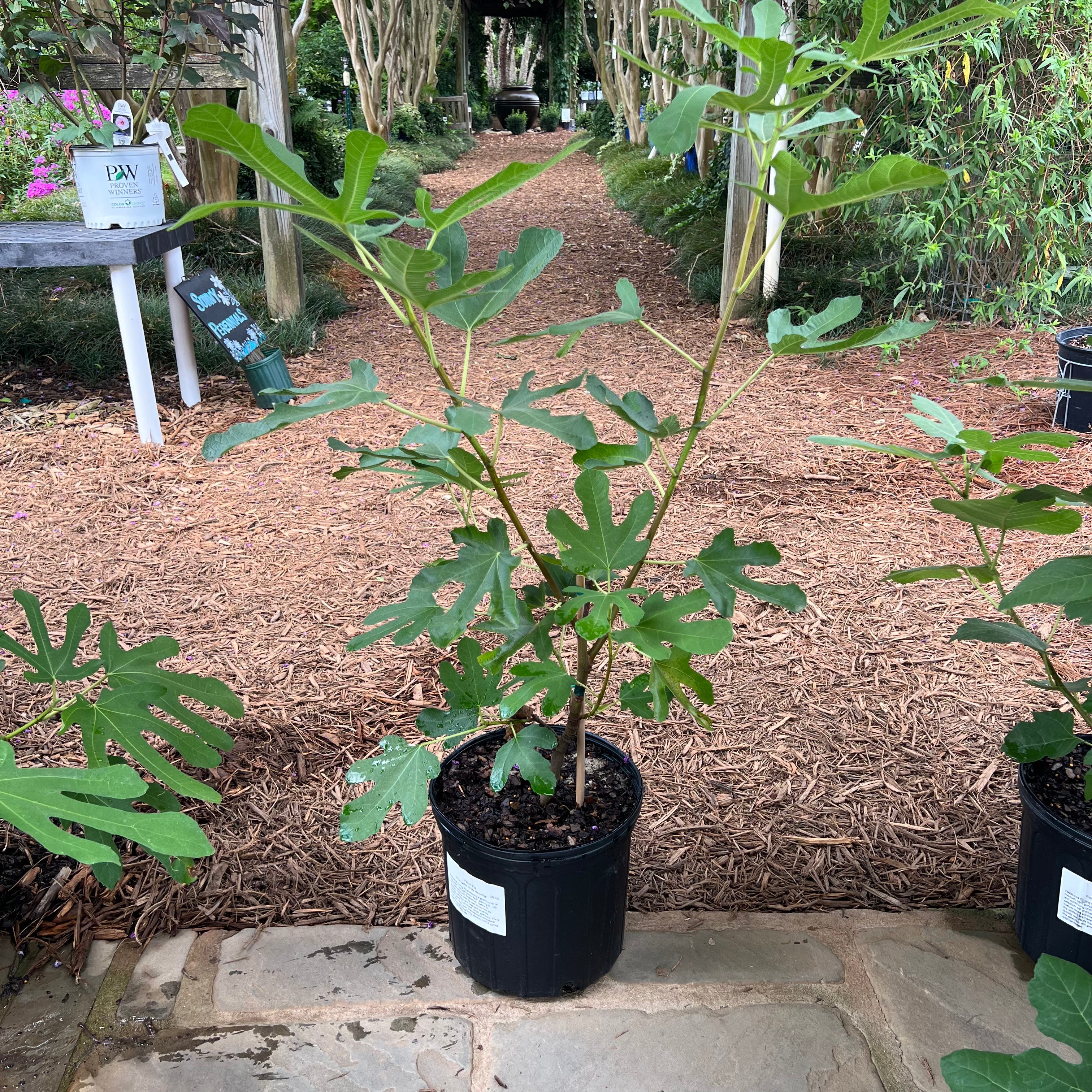 Celeste Edible Fig