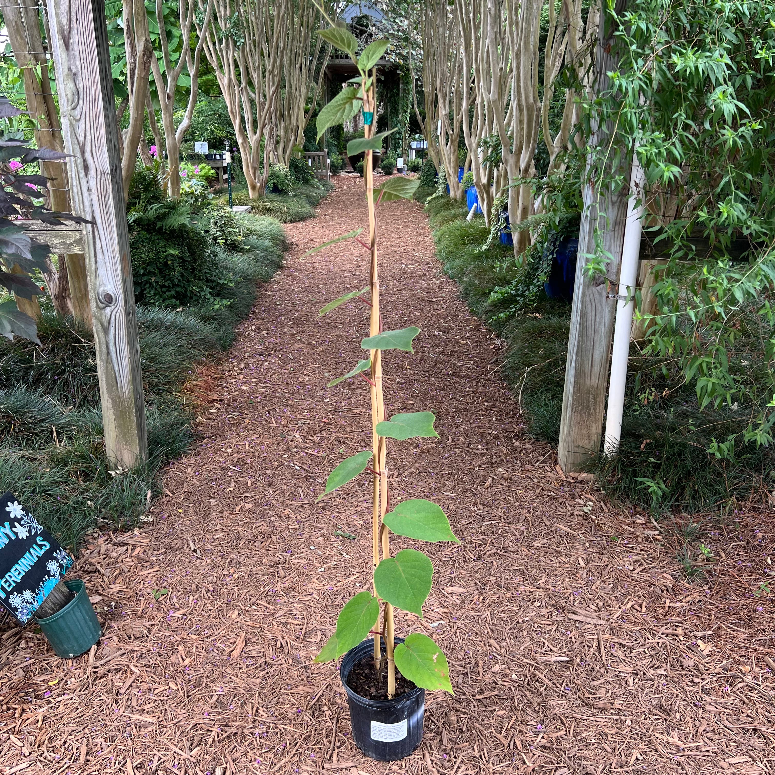 Cold-hardy Kiwi