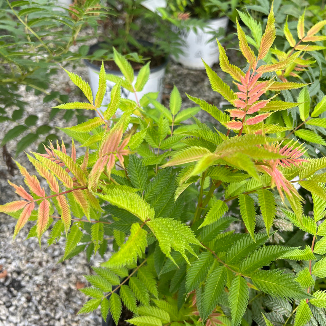 Mr. Mustard Sorbaria 3 Gal