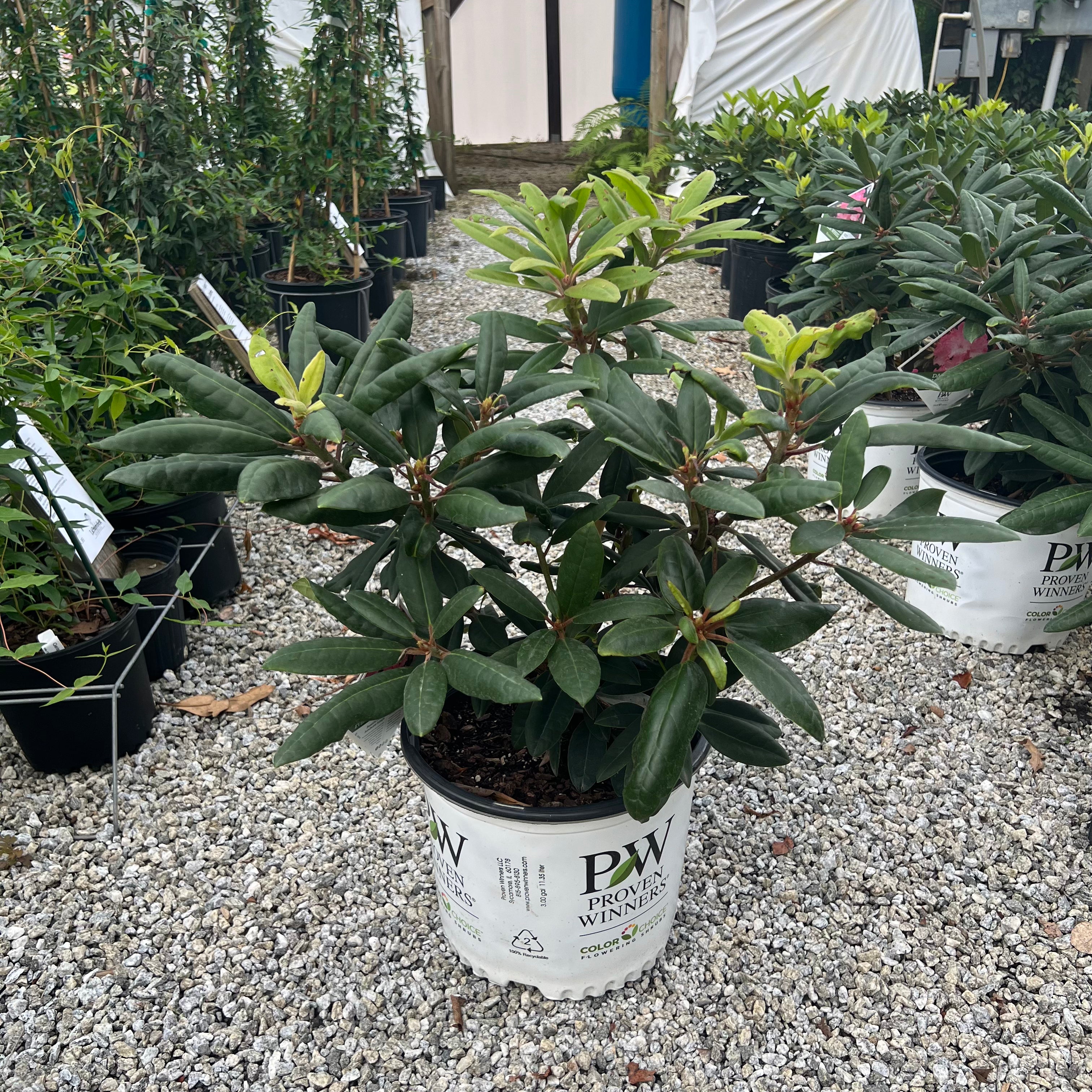 Dandy Man Rhododendron 3 Gal