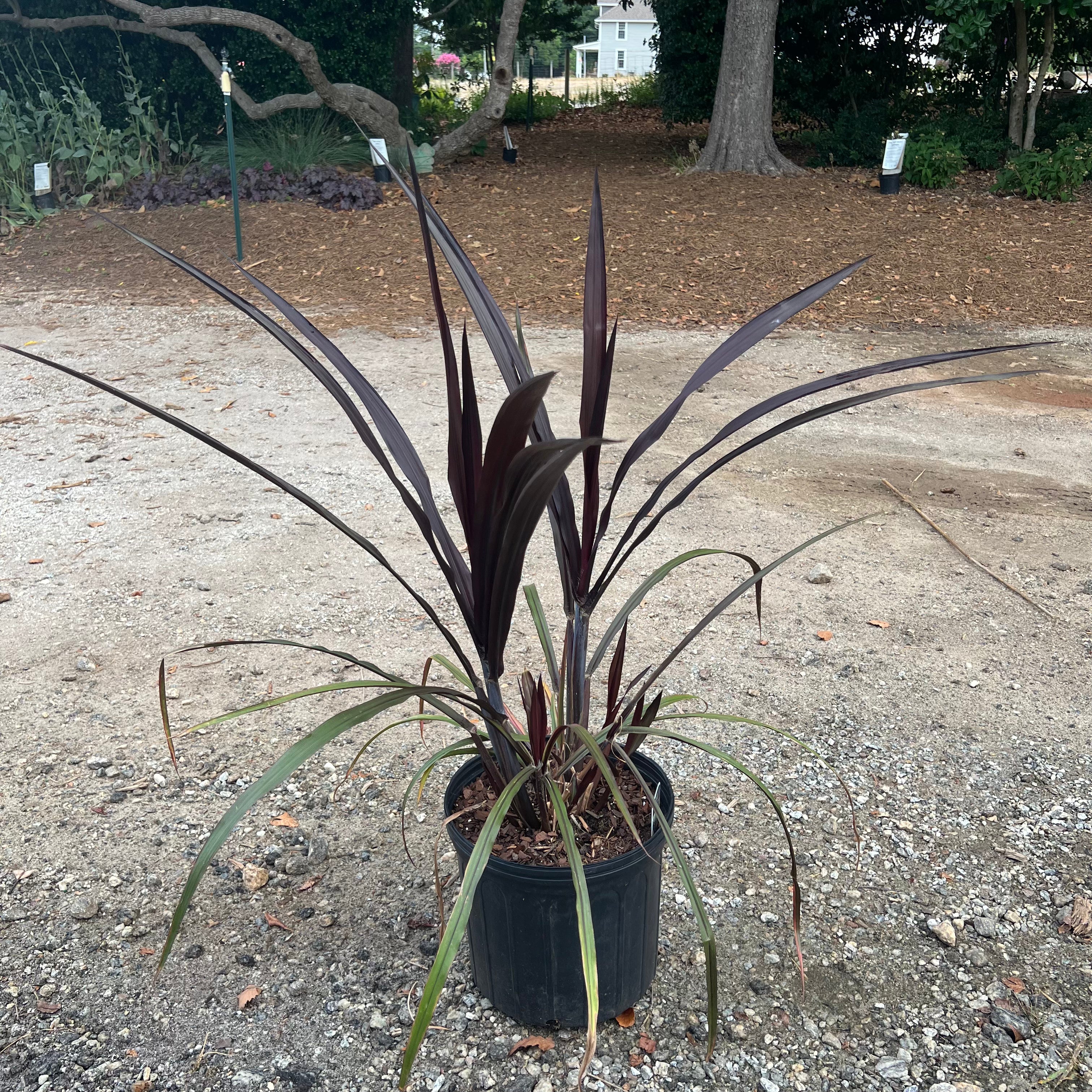 First Knight Fountain Grass 3 Gal