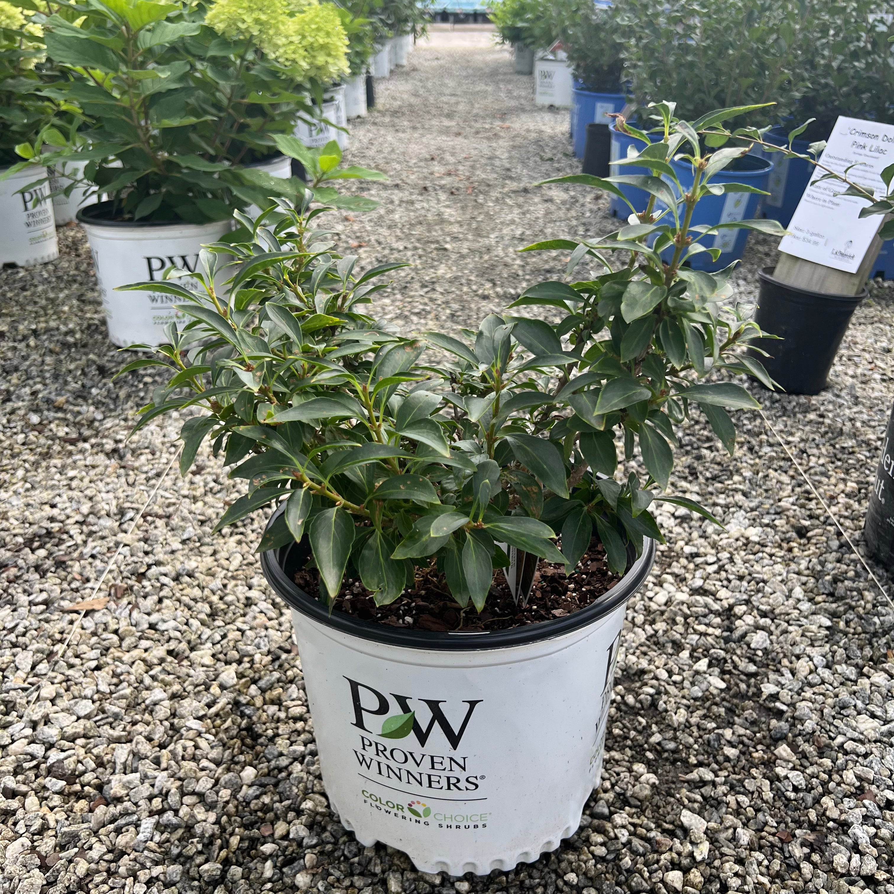 Show Off Sugar Baby Forsythia 3 Gal