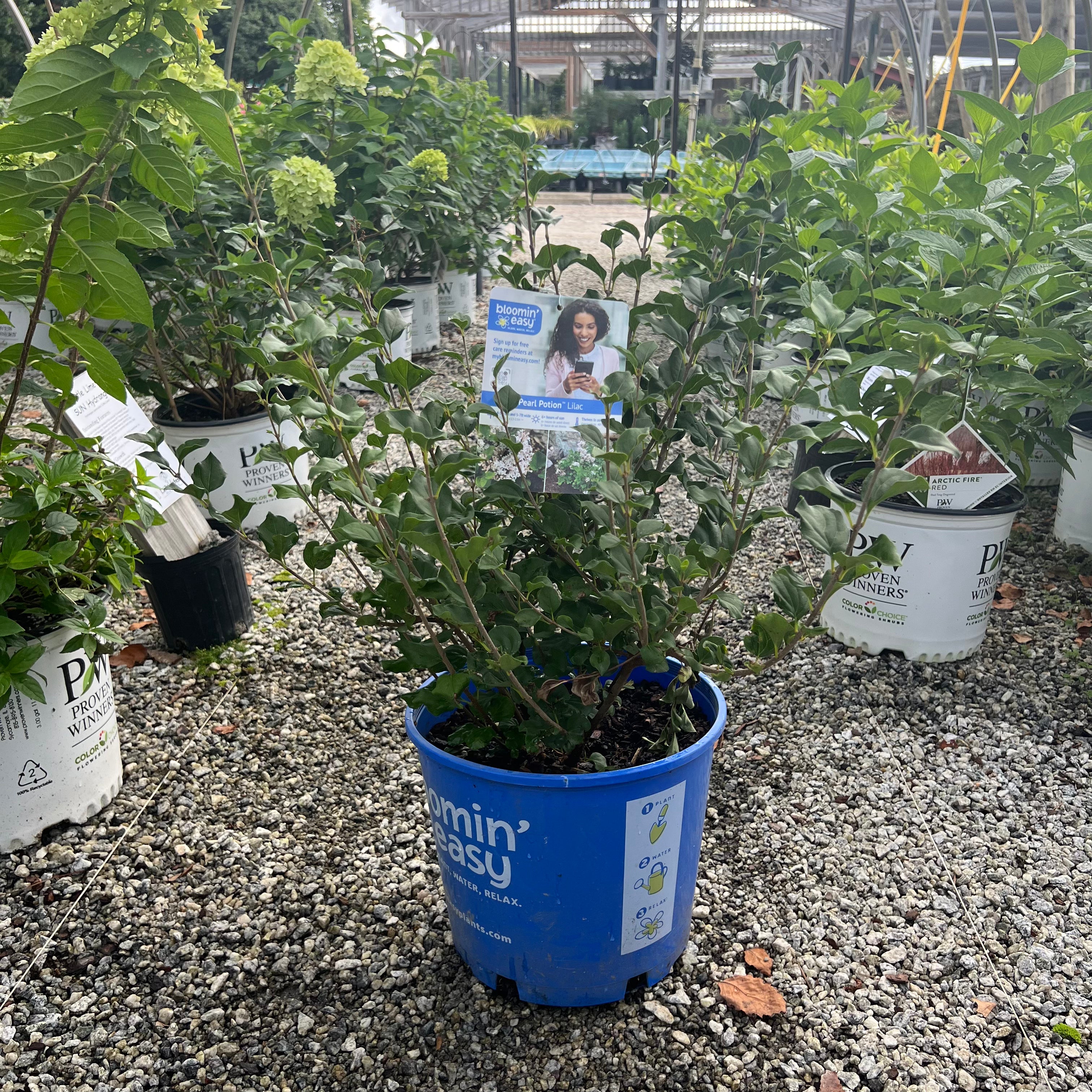 lilac plants in pots Pearl Potion Lilac – Lichtenfelt's