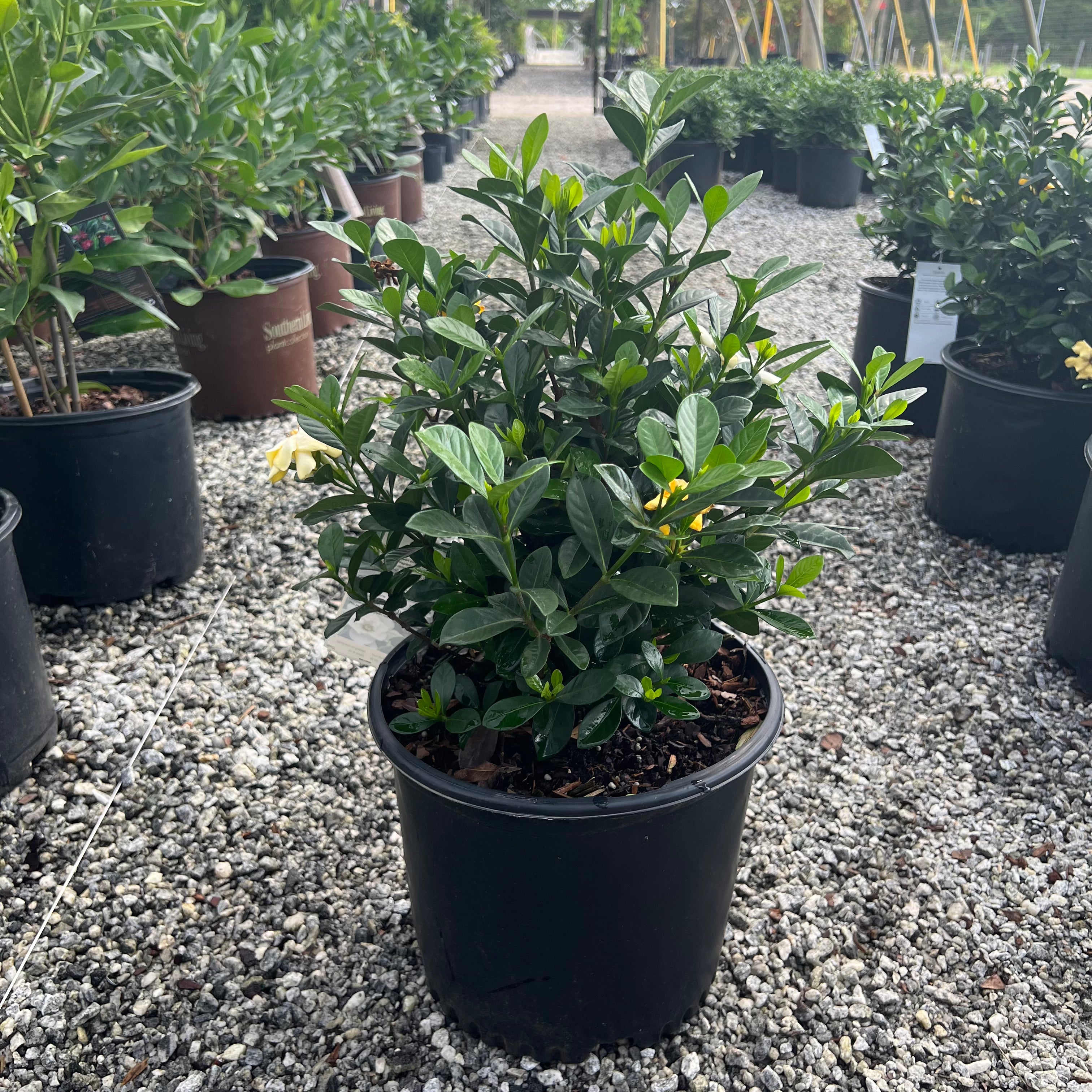 Buttons Dwarf Gardenia 3 Gal