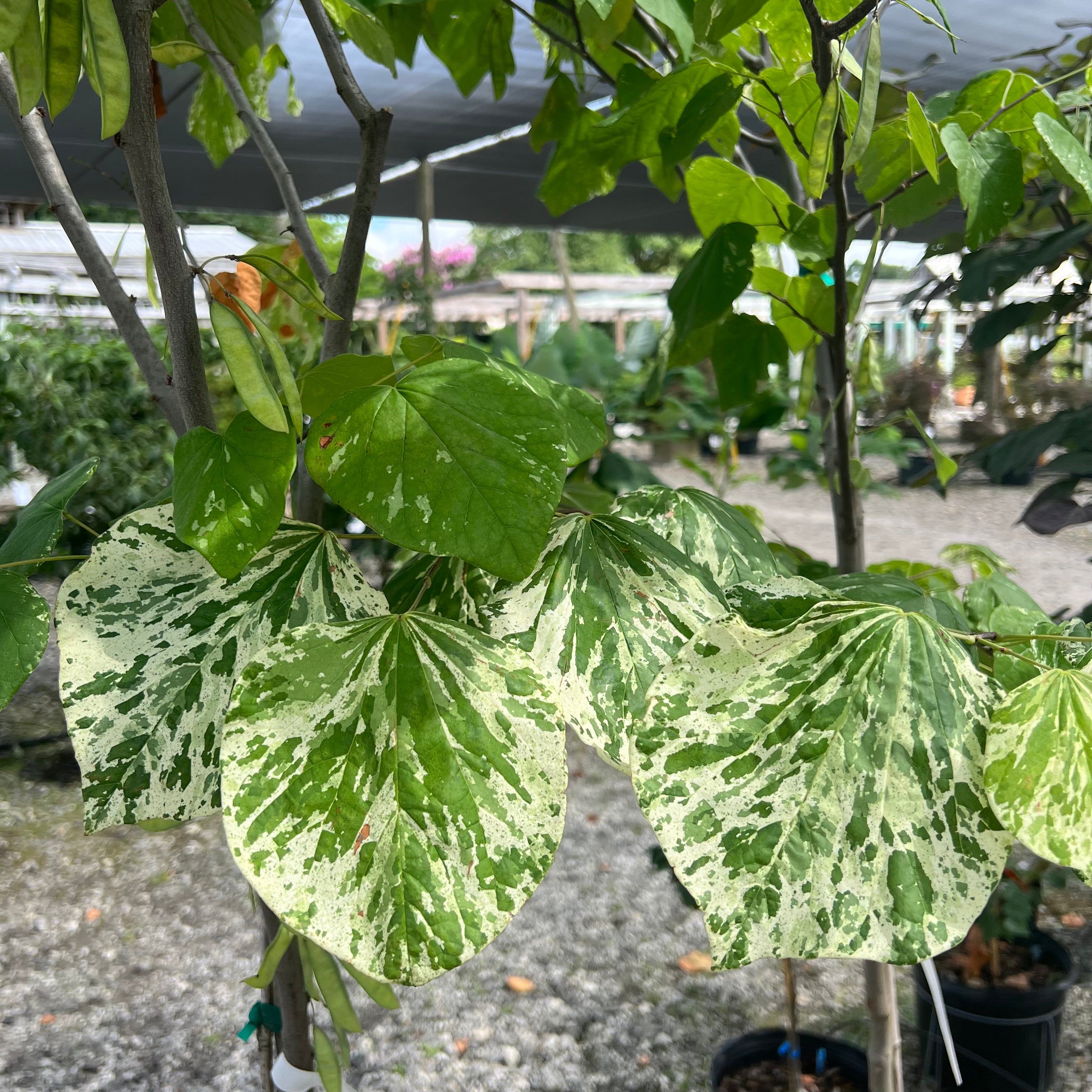 Alley Cat Redbud 7 Gal