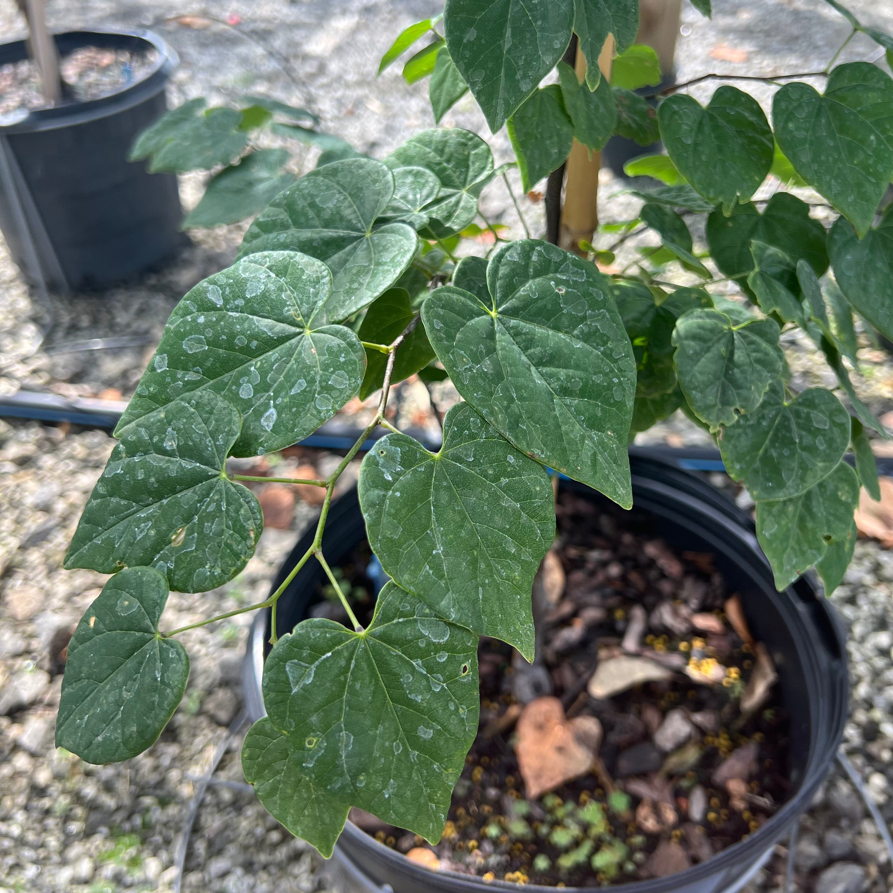 Ace of Hearts Redbud 7 Gal