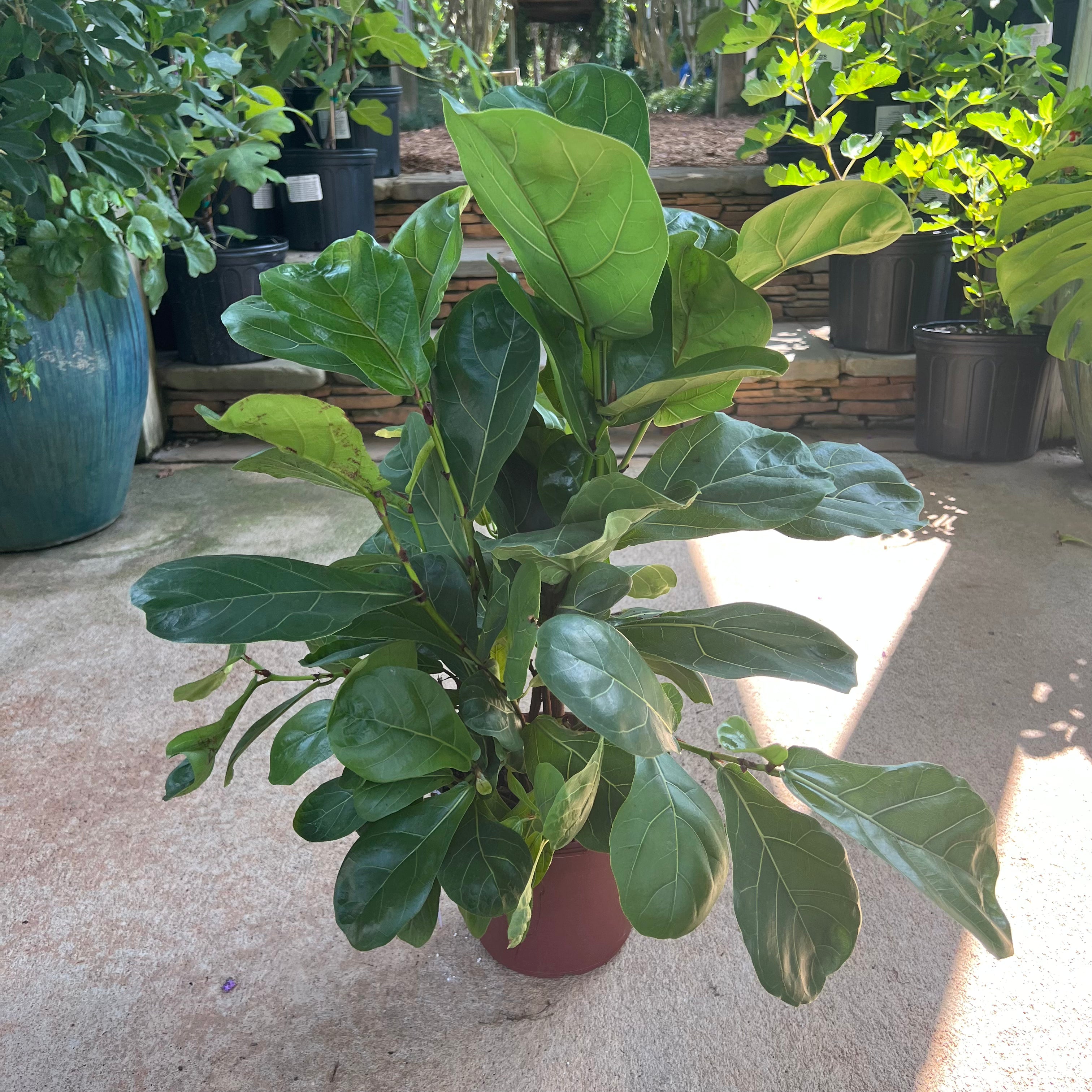 best place to buy a fiddle leaf fig Fiddle Leaf Fig (Bush Form) – Lichtenfelt's