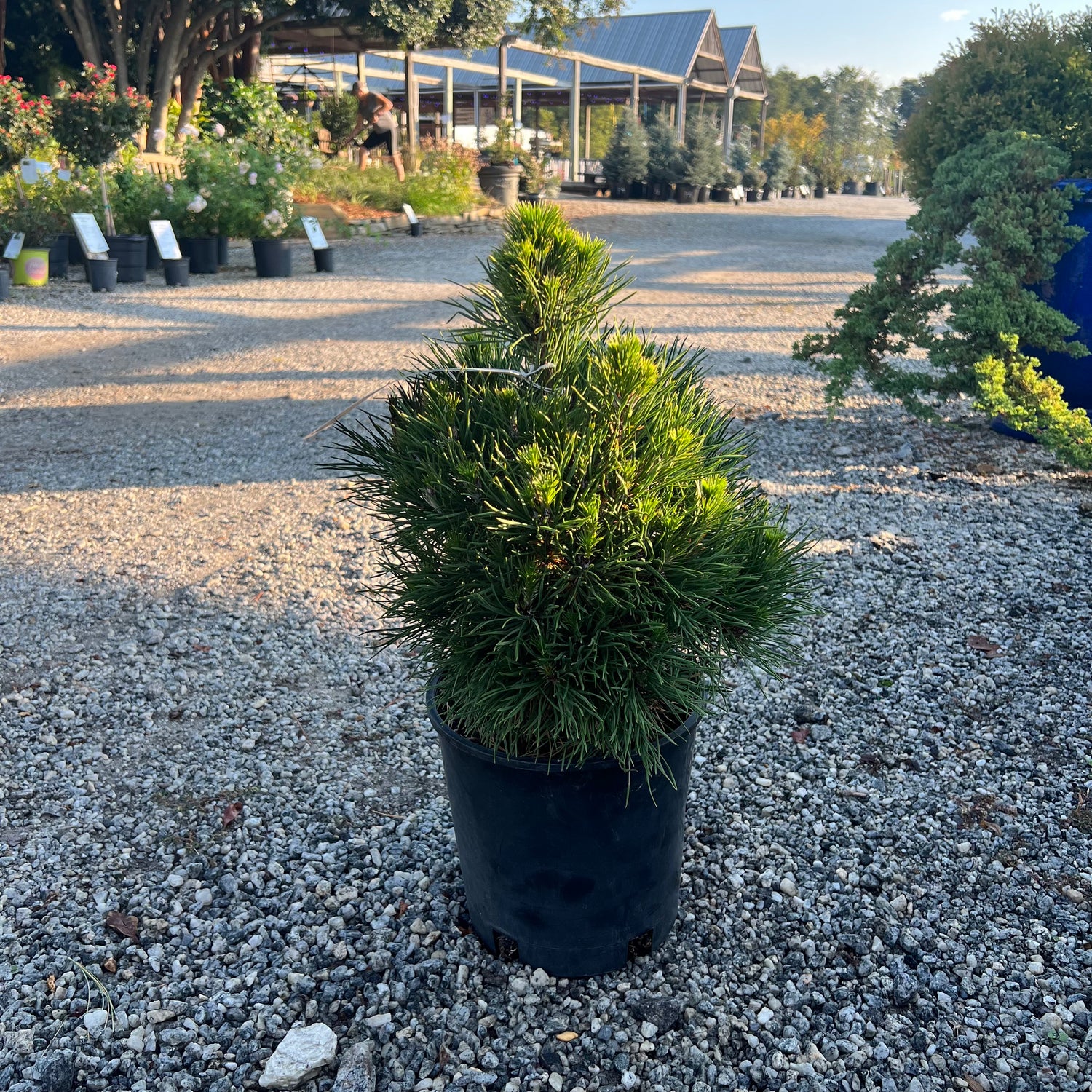 Green Penguin Pine 2 Gal