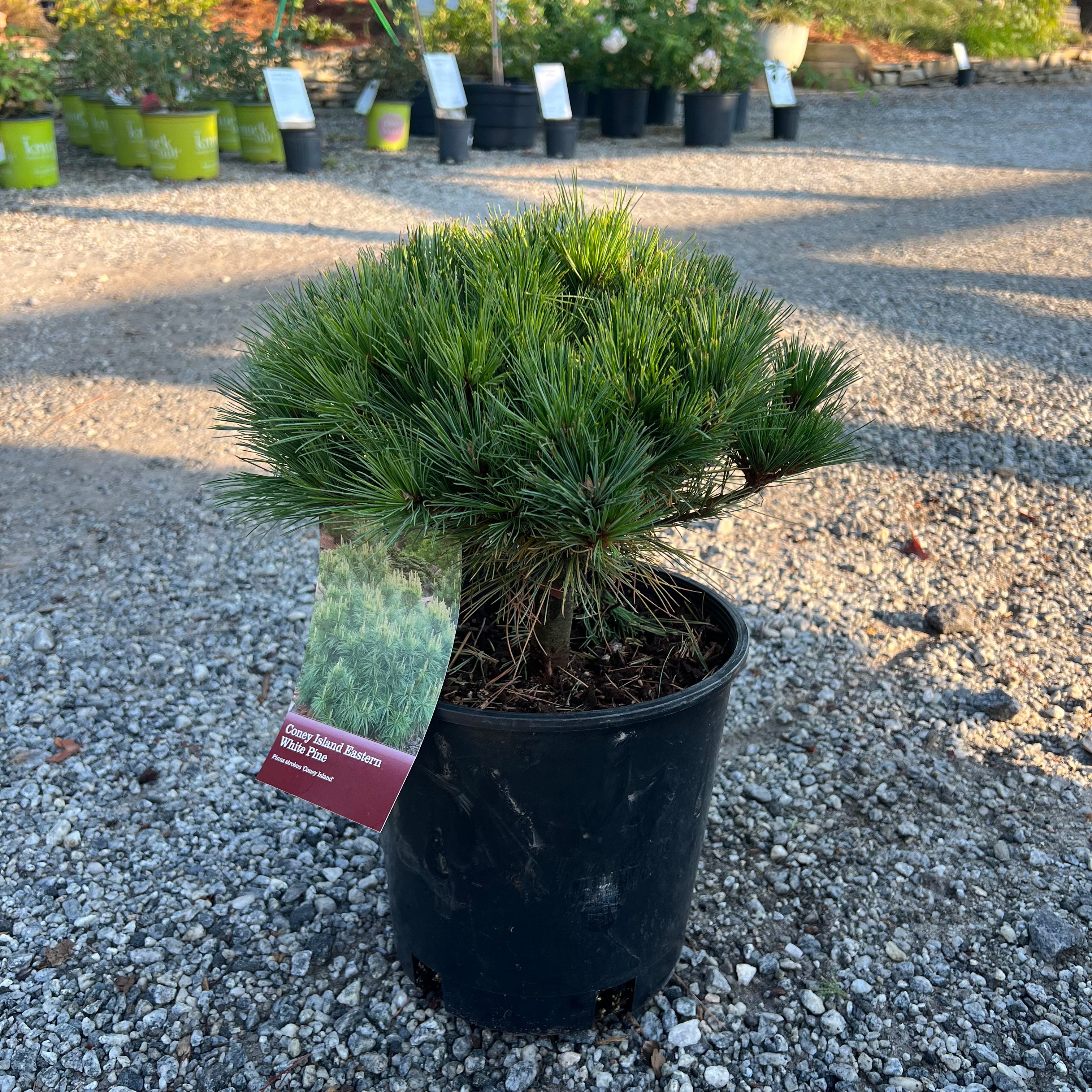 Coney Island Pine 2 Gal