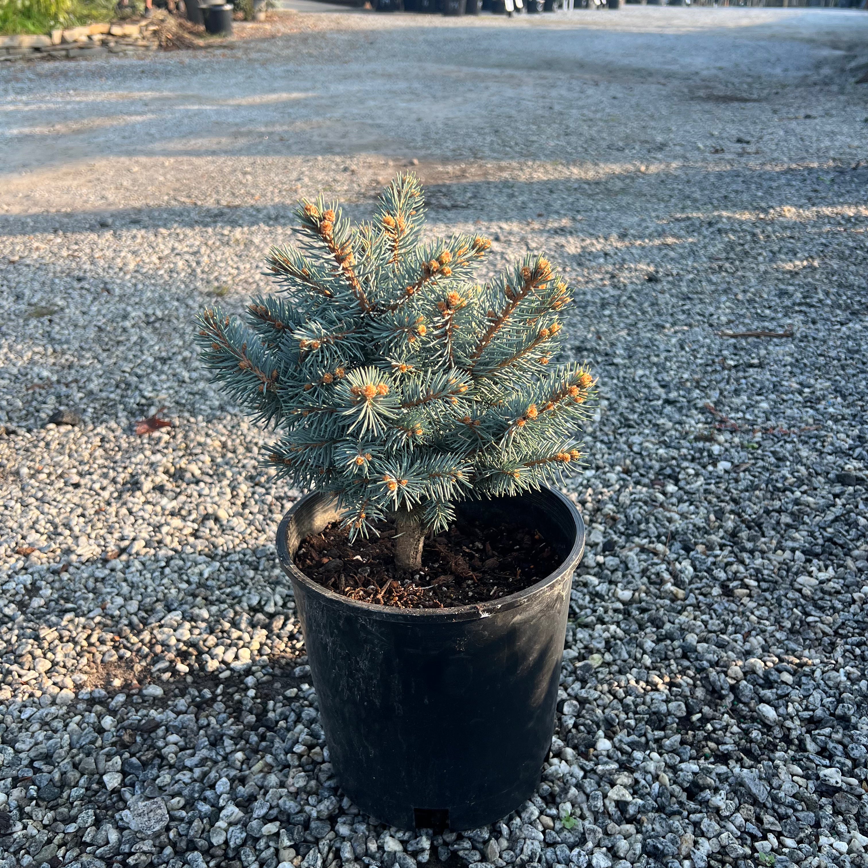 Globosa Blue Spruce