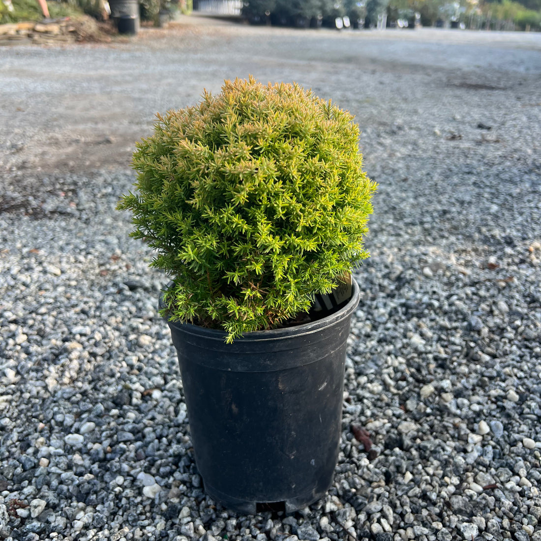 Sienna Sunset Arborvitae 1 Gal