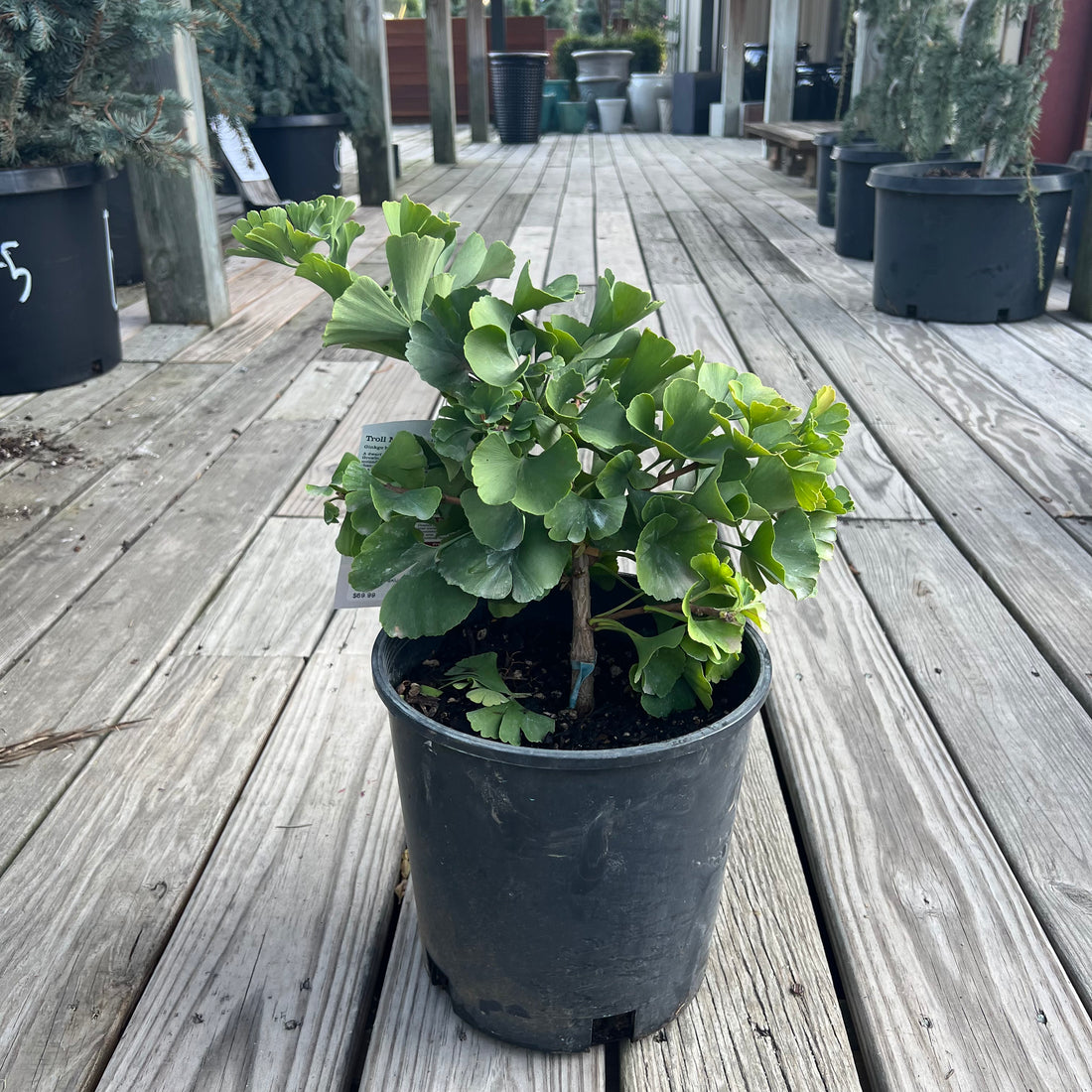 Troll Ginkgo 2 Gal