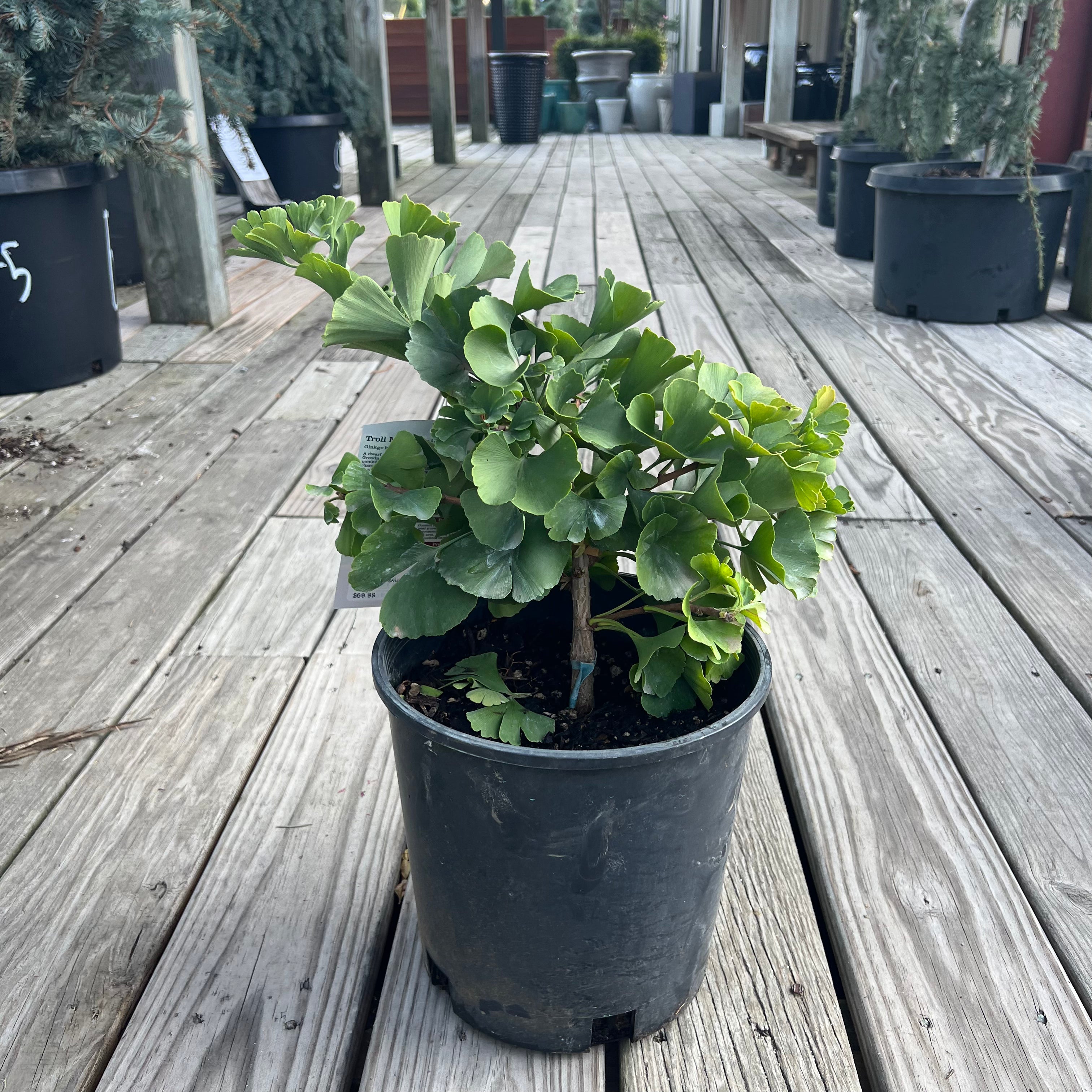 Troll Ginkgo