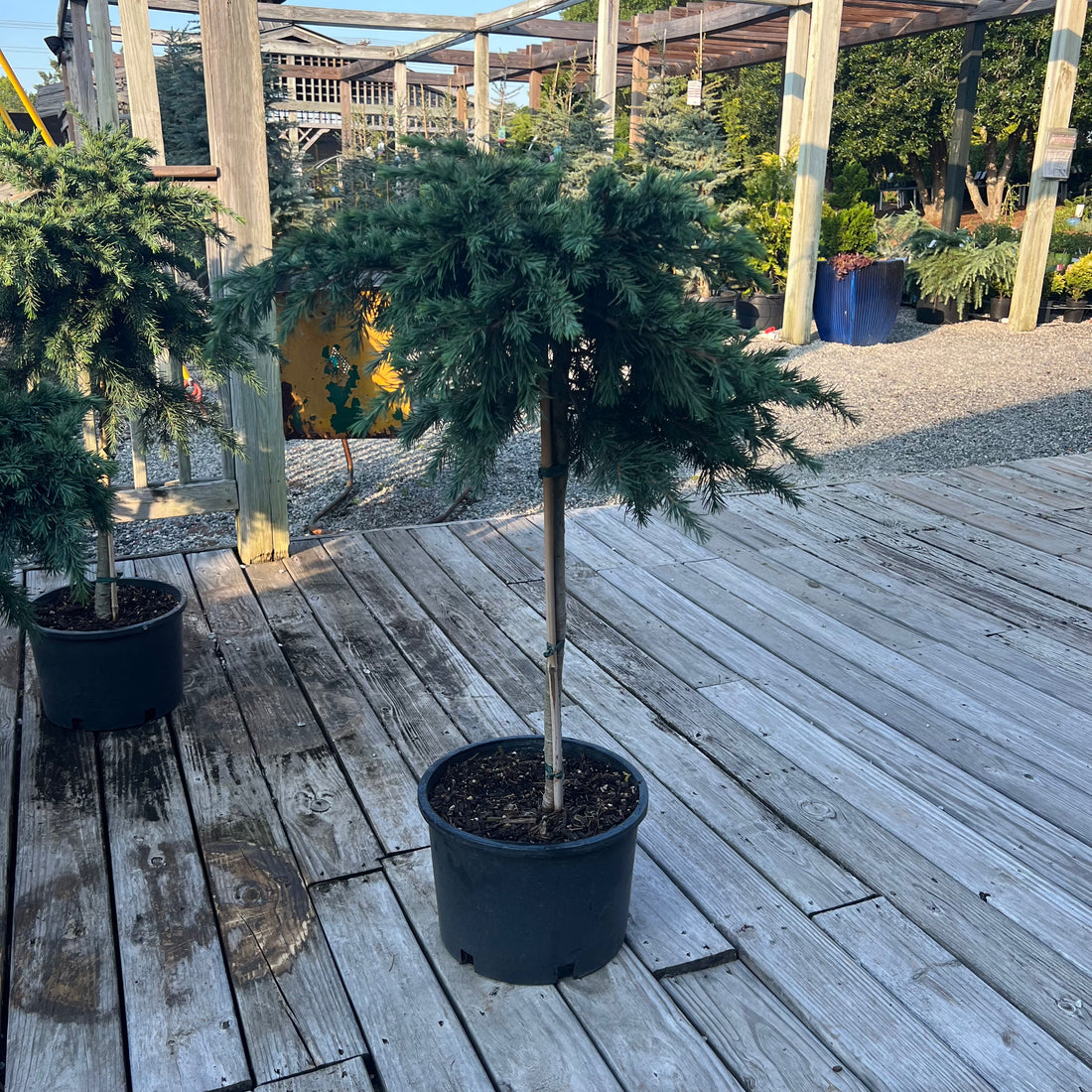 Devinely Blue Deodar Cedar 3-4&