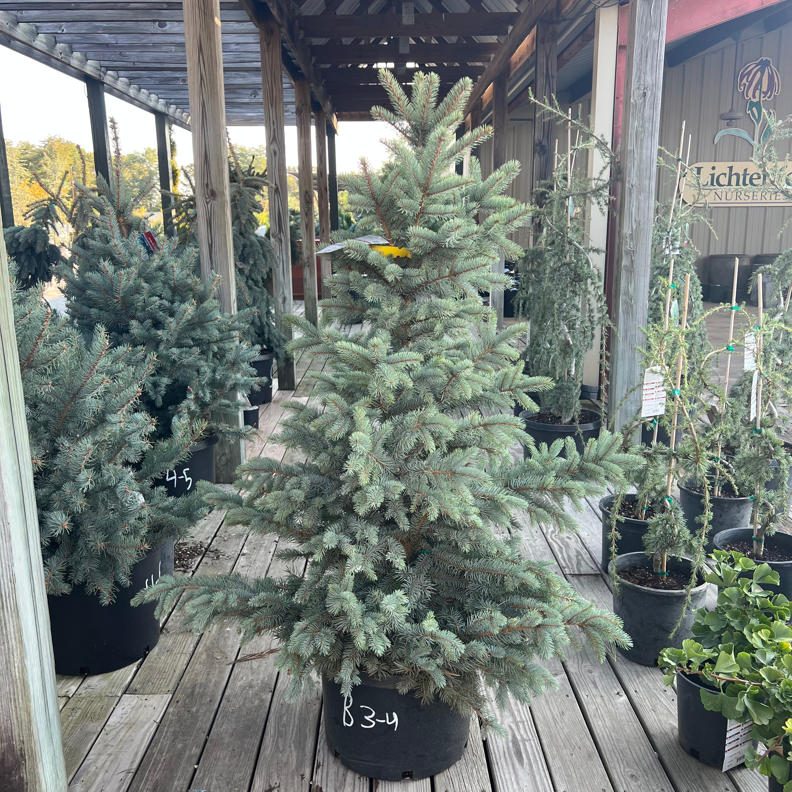 Bakeri Blue Spruce