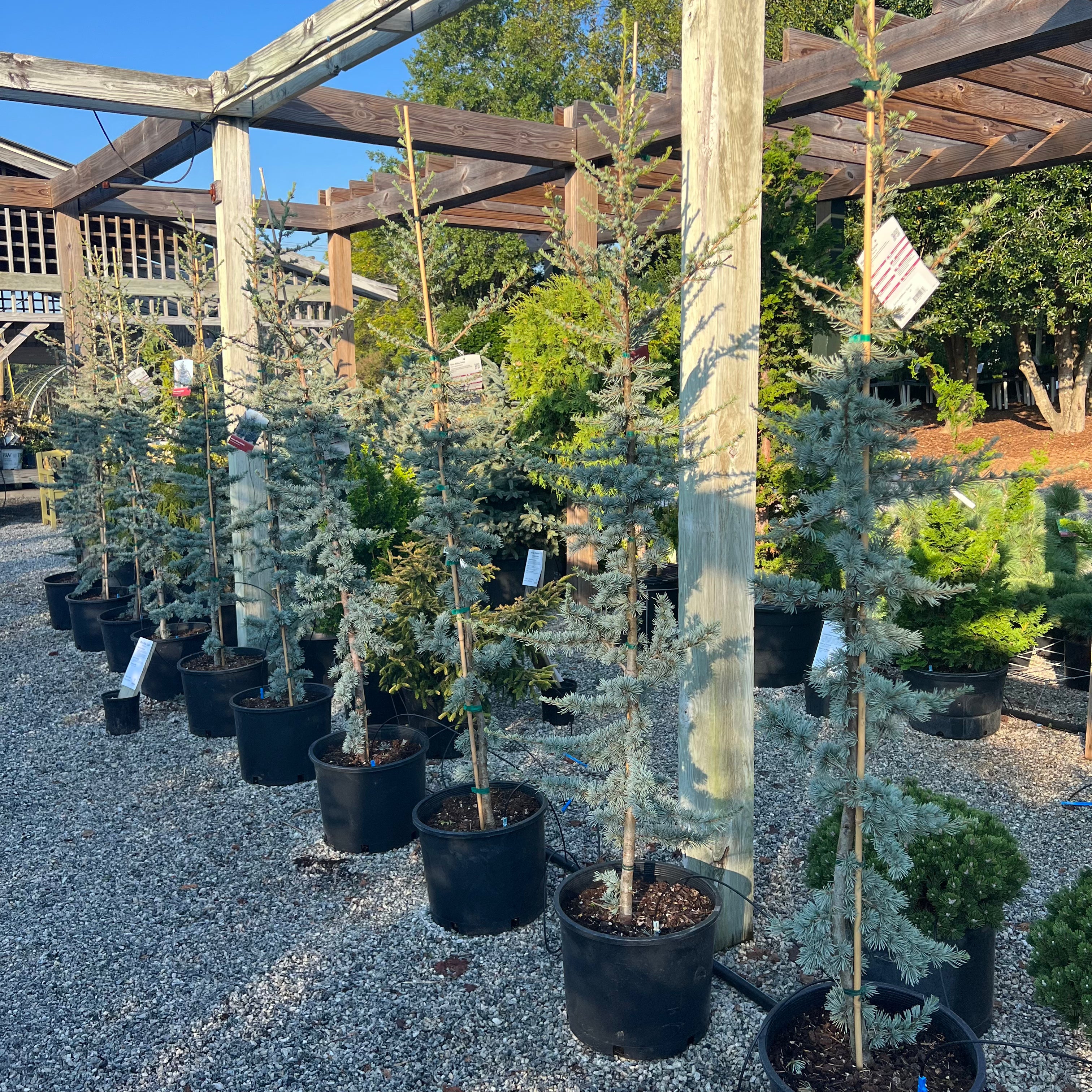 Blue Atlas Cedar