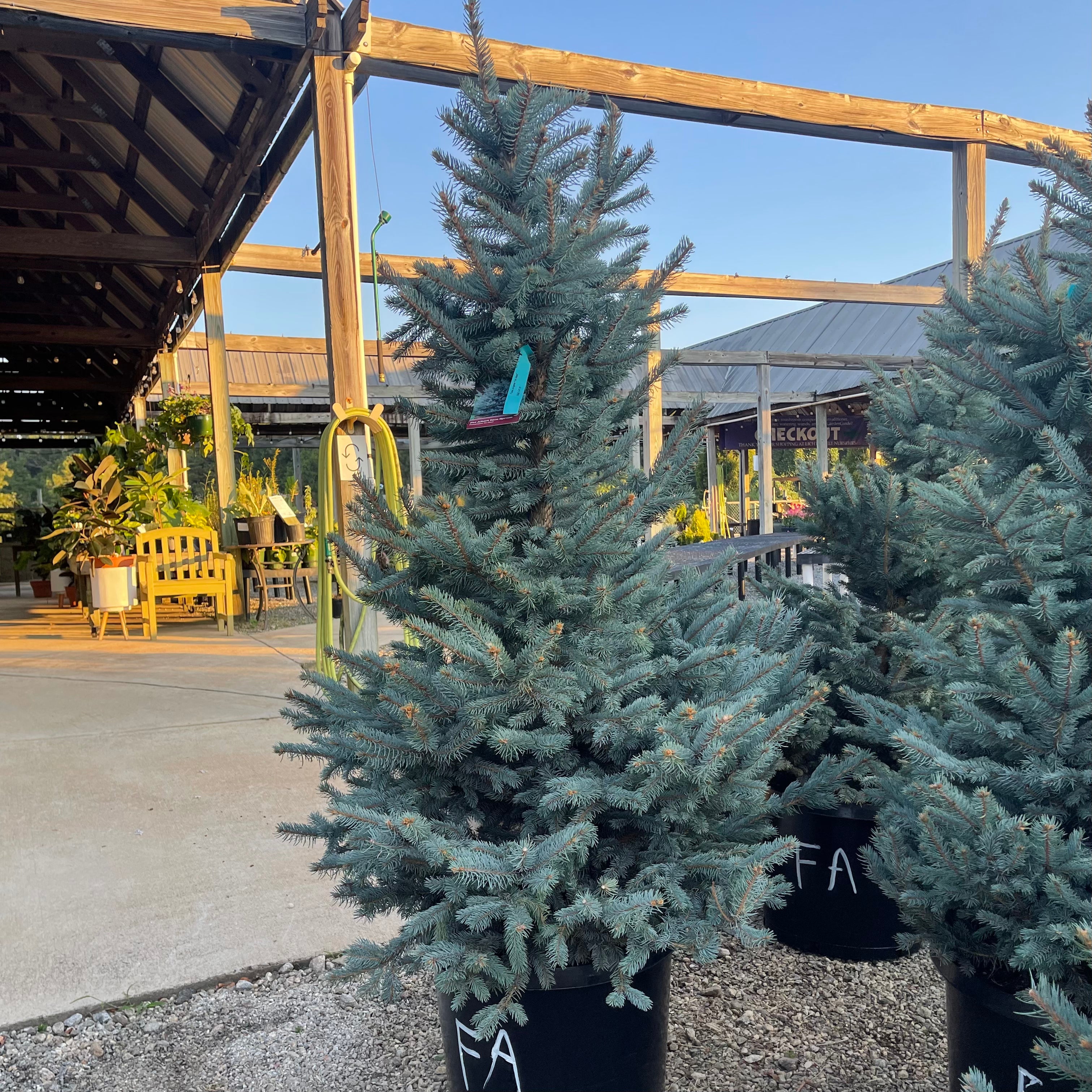 Fat Albert Blue Spruce