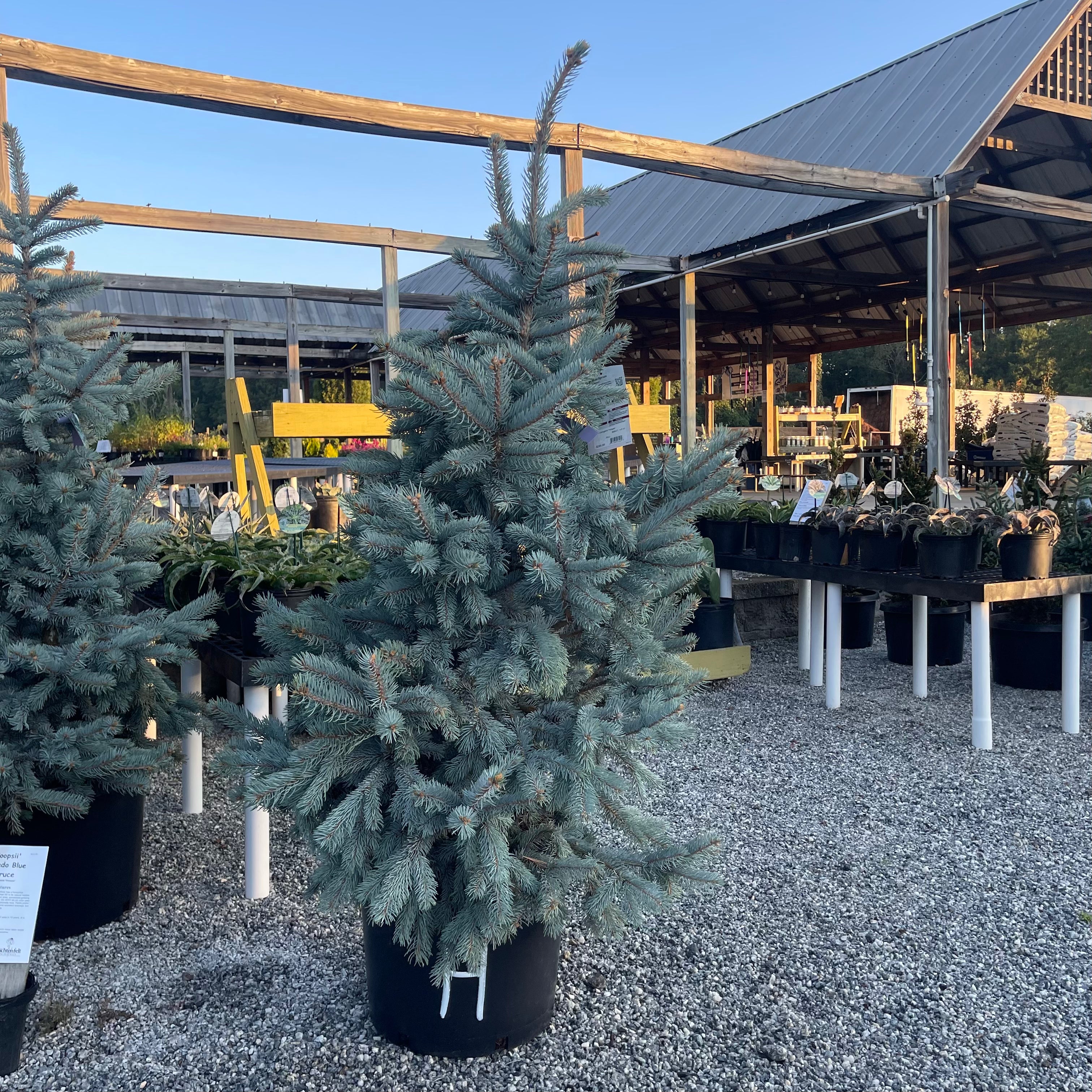 Hoopsii Blue Spruce 4-5&