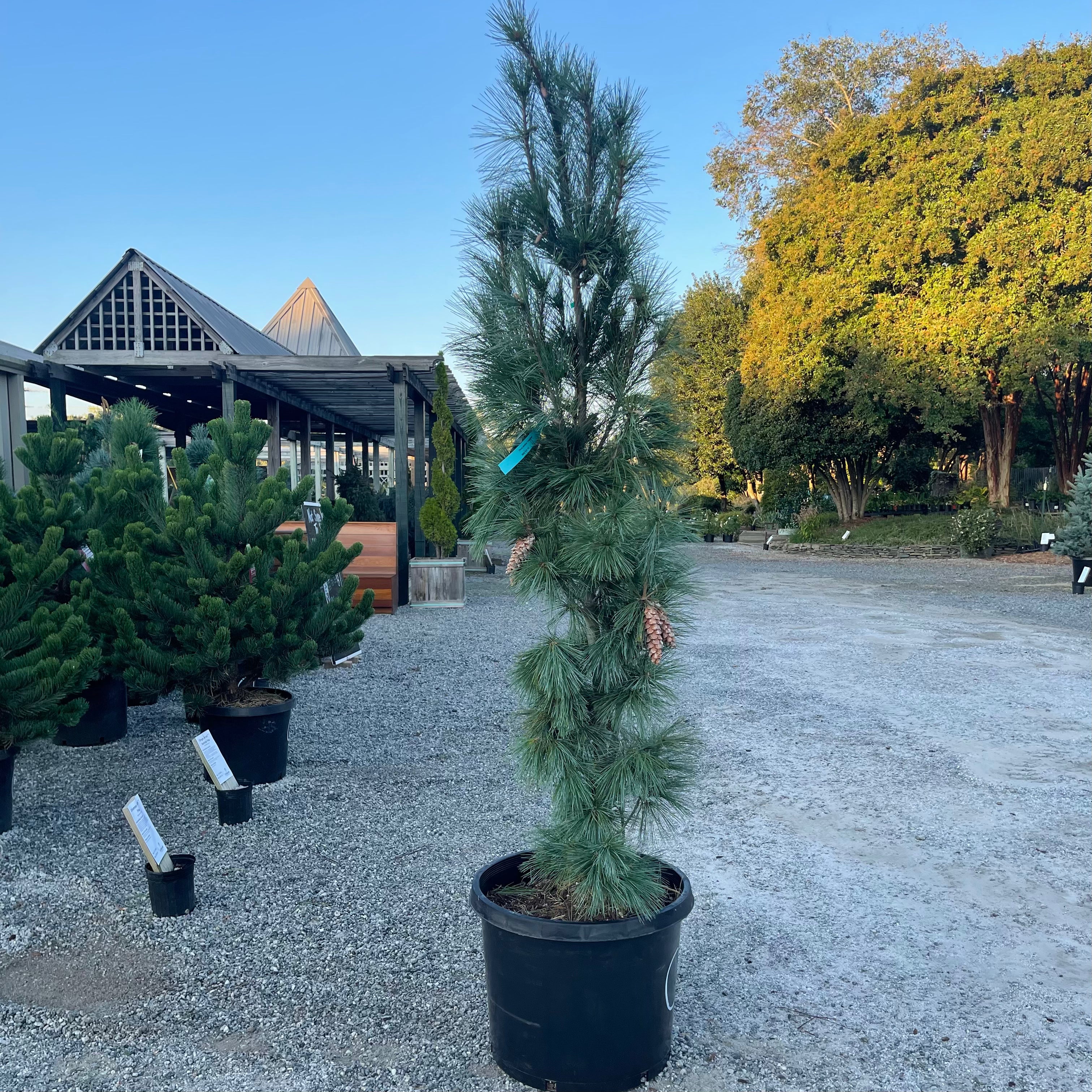 Columnar White Pine 5-6&