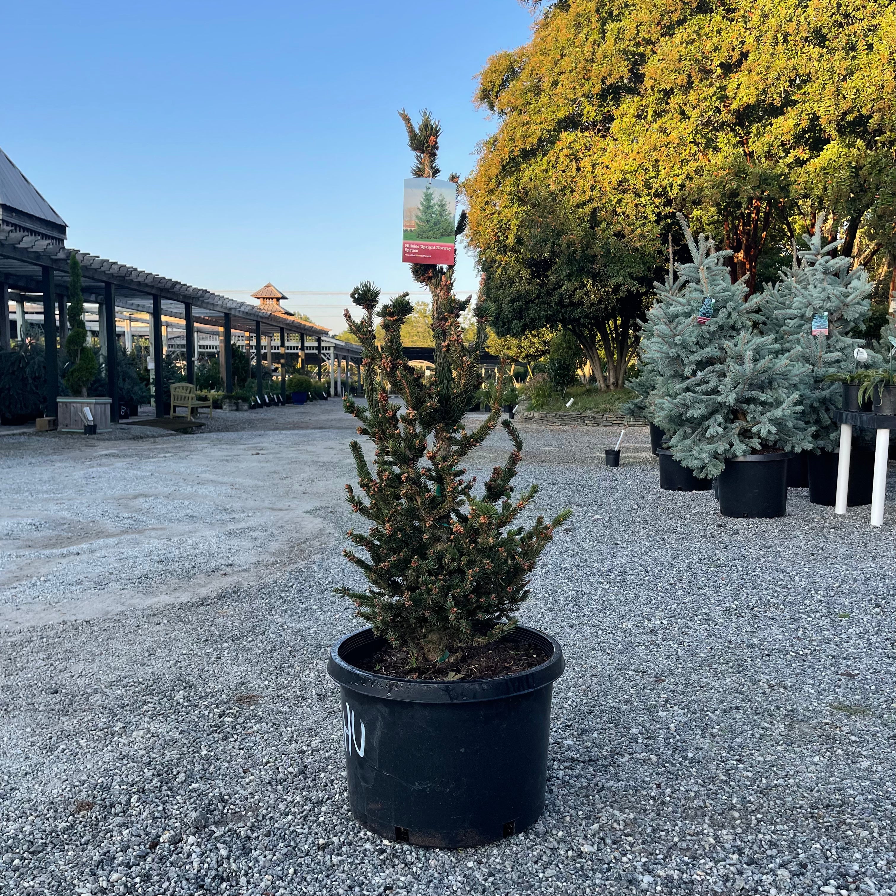 Hillside Upright Spruce 10G/B&B