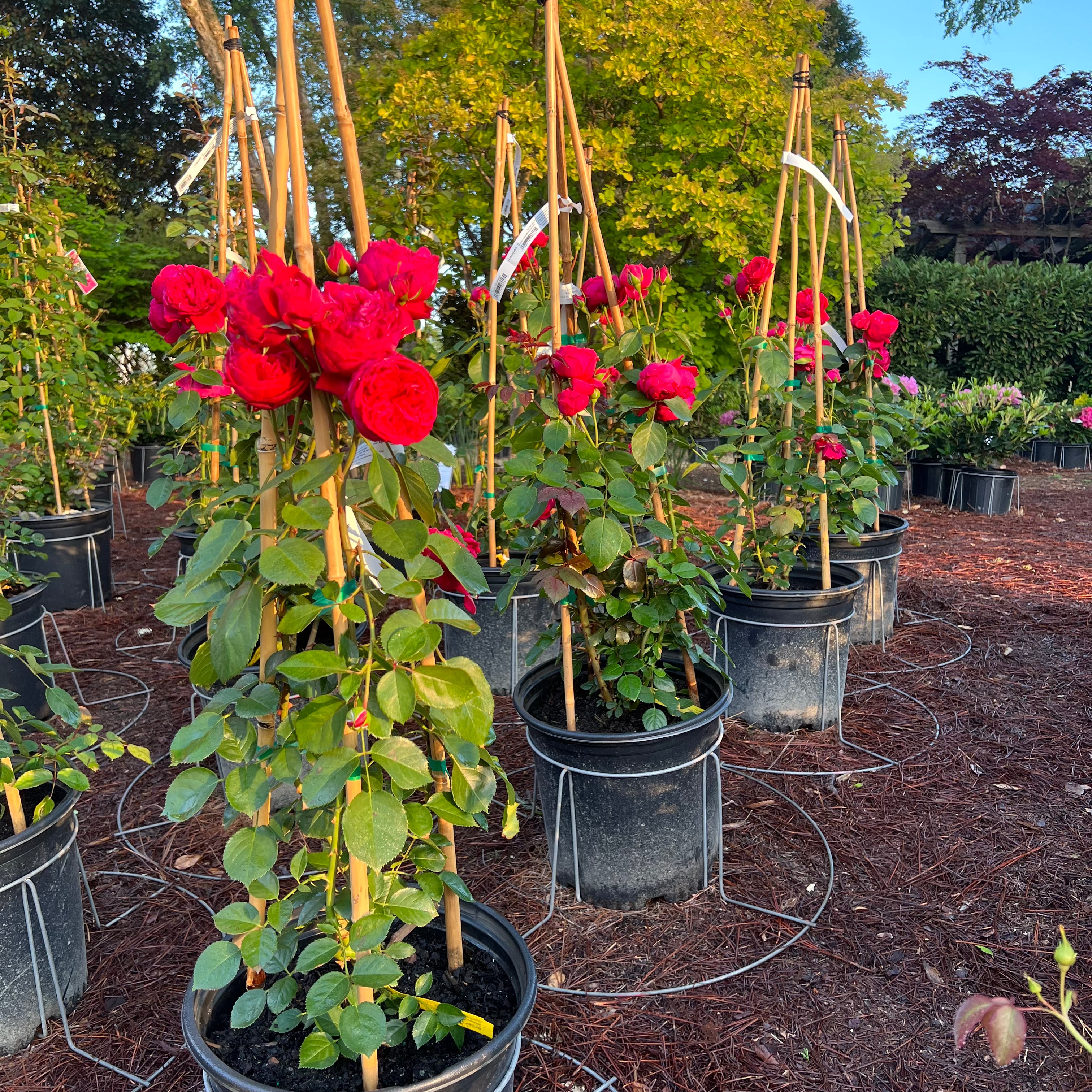 Red Eden Climbing Rose 5 Gal