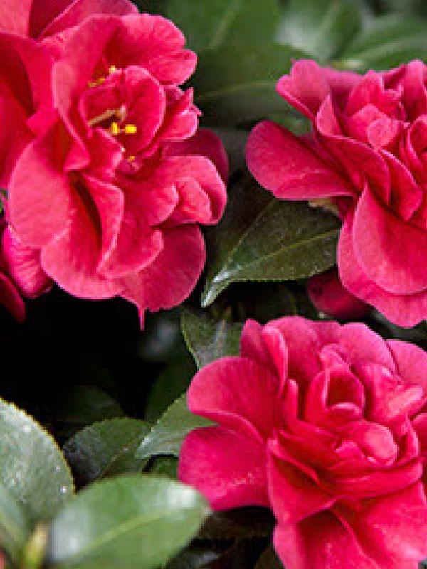 October Magic Ruby Sasanqua