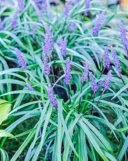 Royal Purple Liriope