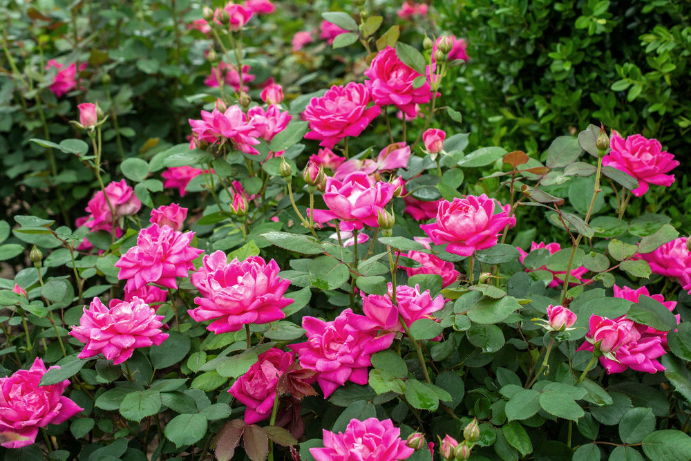 double knockout rose seeds Double Pink Knockout Rose – Lichtenfelt's