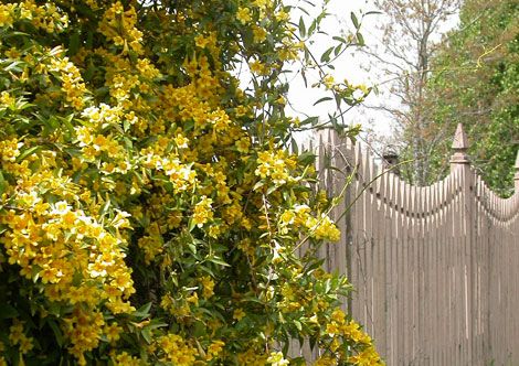 Pride of Augusta Carolina Jessamine 3 Gal