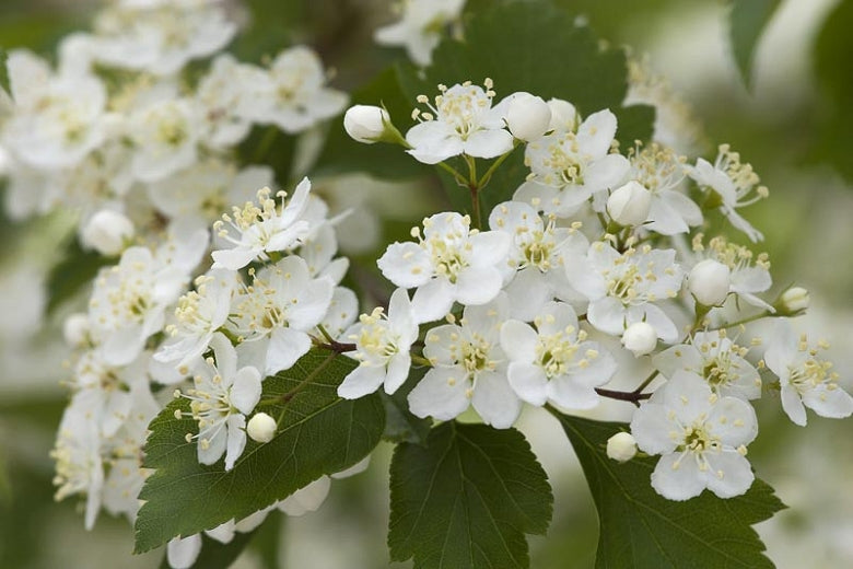 Winter King Hawthorne