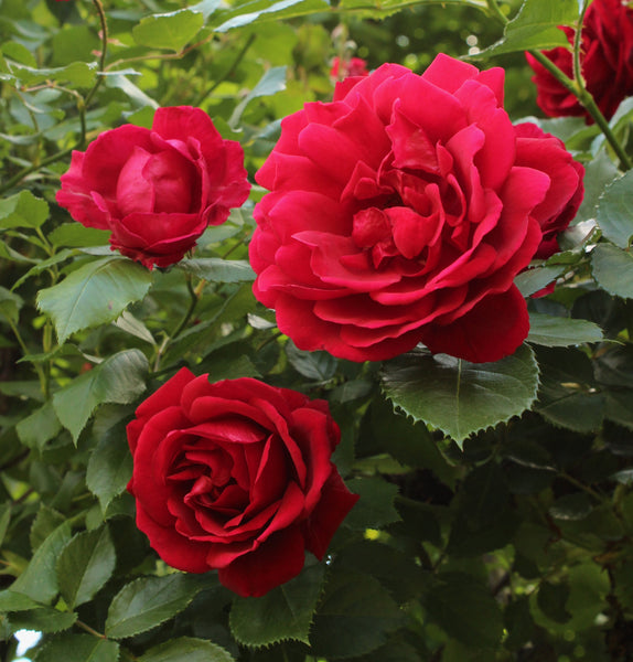 Blaze Improved Climbing Rose 5 Gal